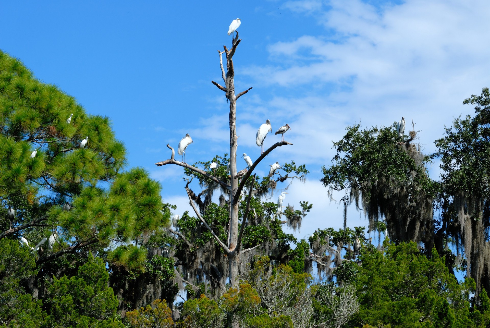 tropical birds wading birds water free photo