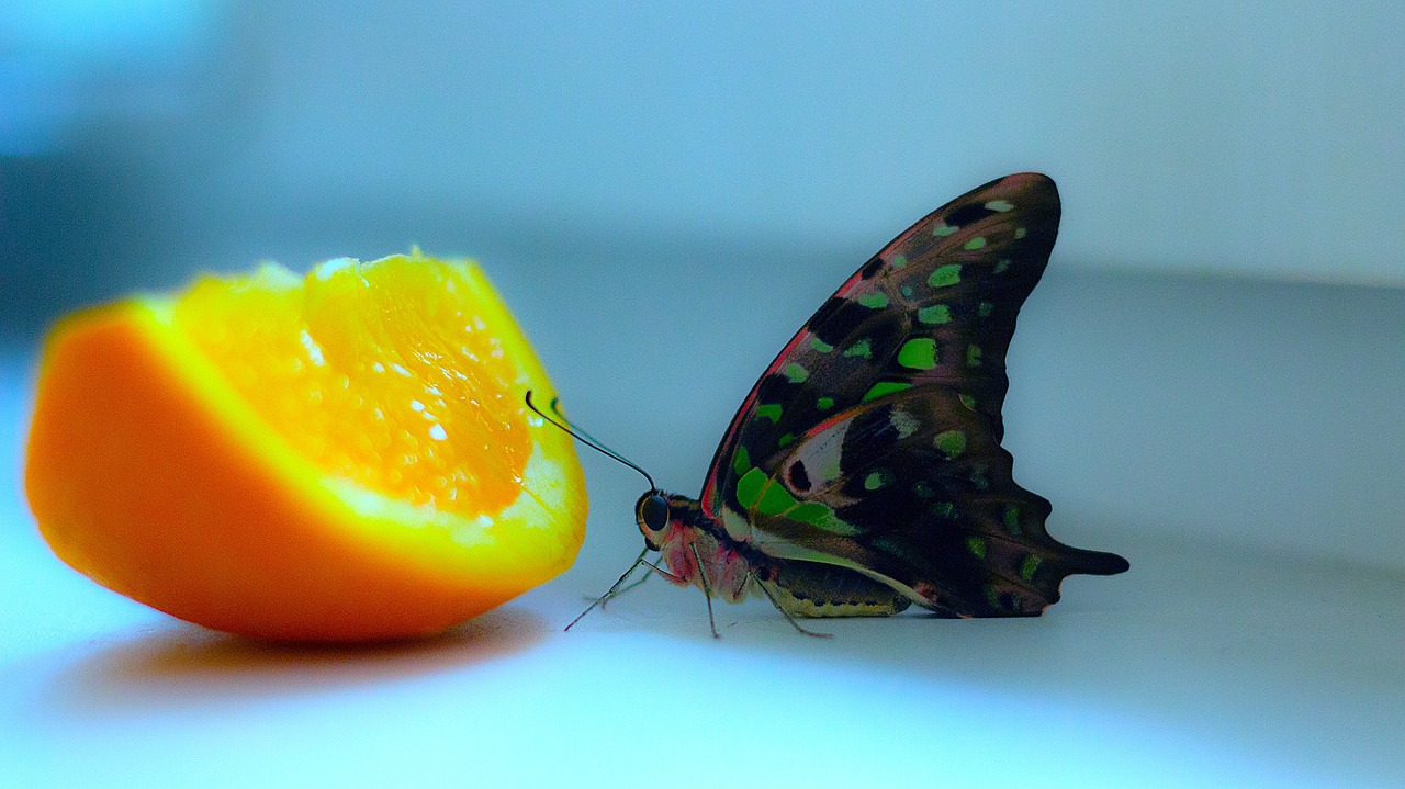 tropical butterflies macro butterfly free photo