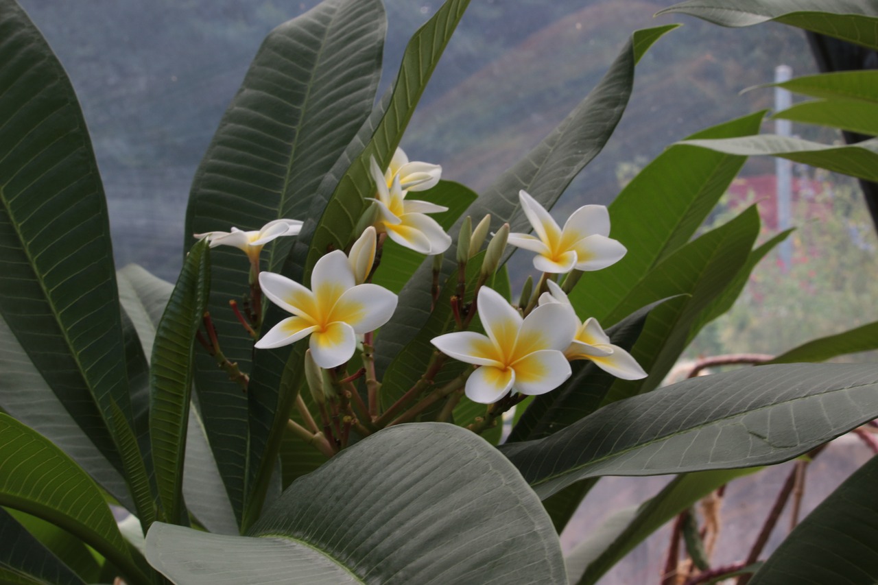 tropical dry area frangipani plumeria free photo