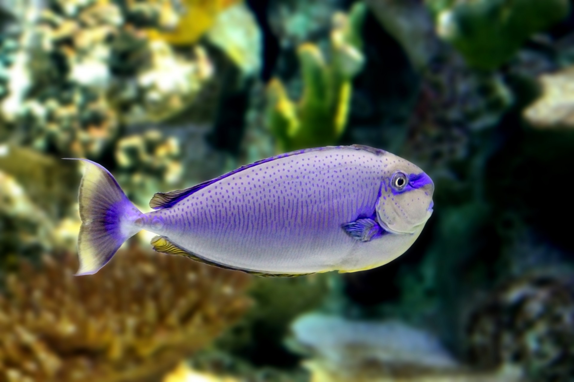 tropical fish purple grey free photo