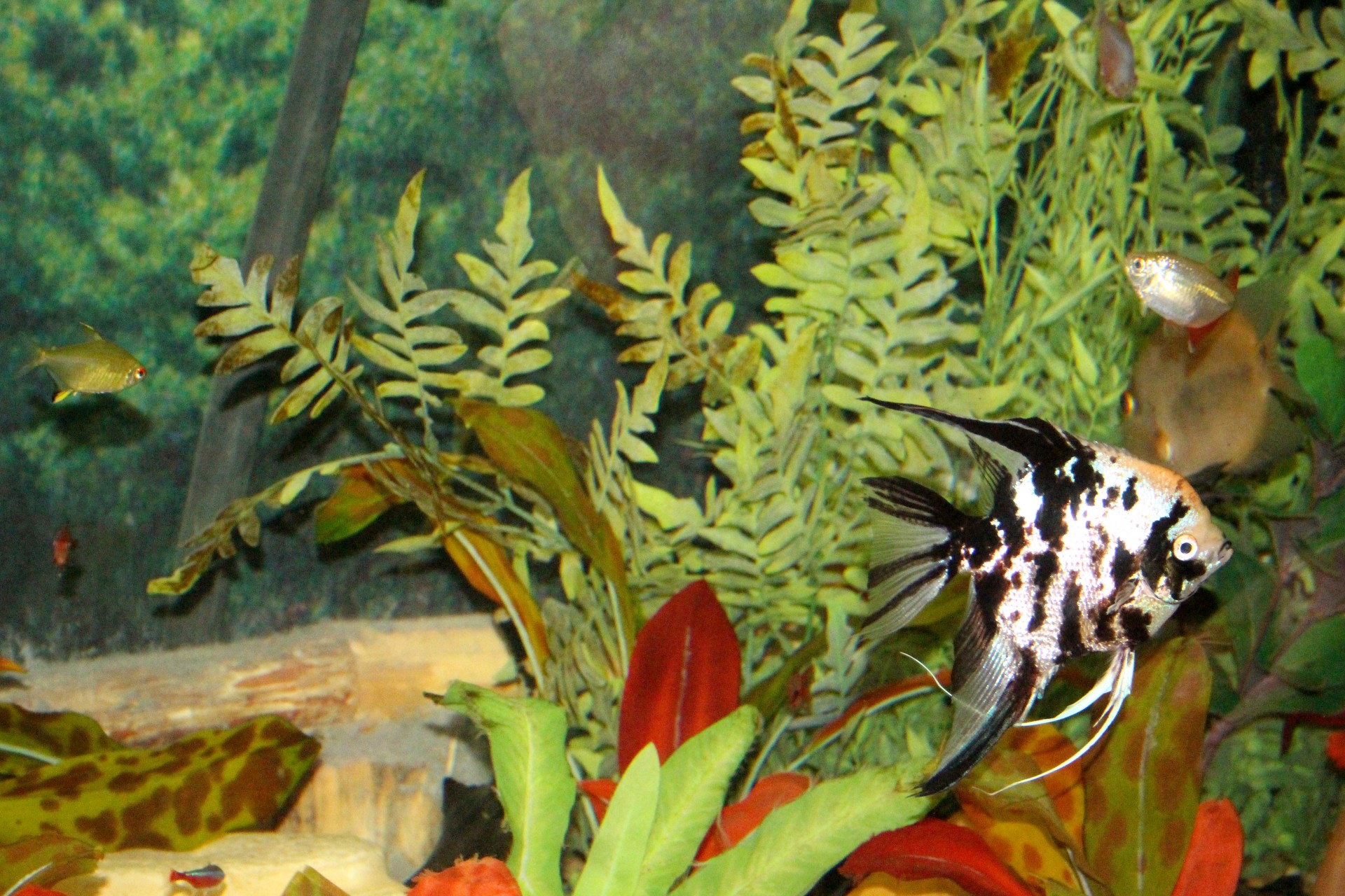 fish tropical fish fish tanks free photo