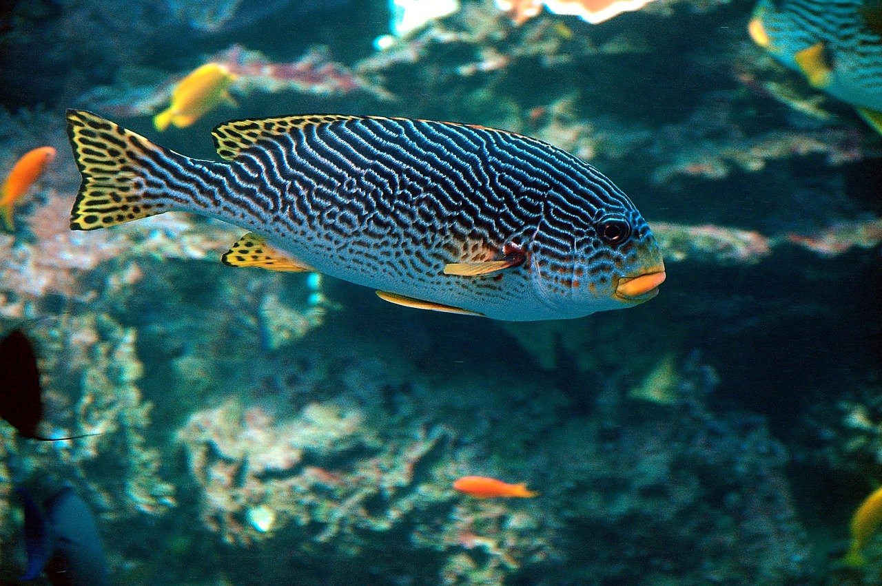 tropical fish colorful fish free photo