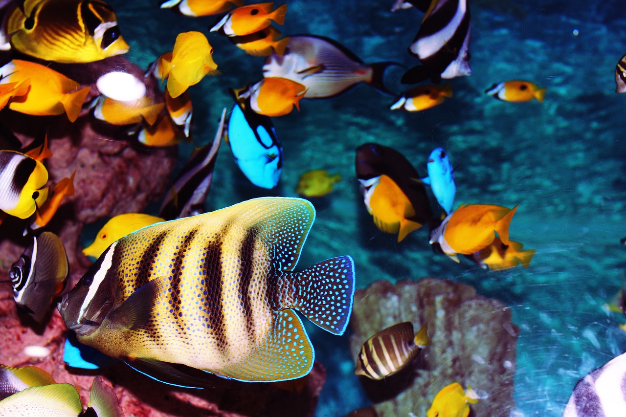 tropical fish aquarium fish free photo