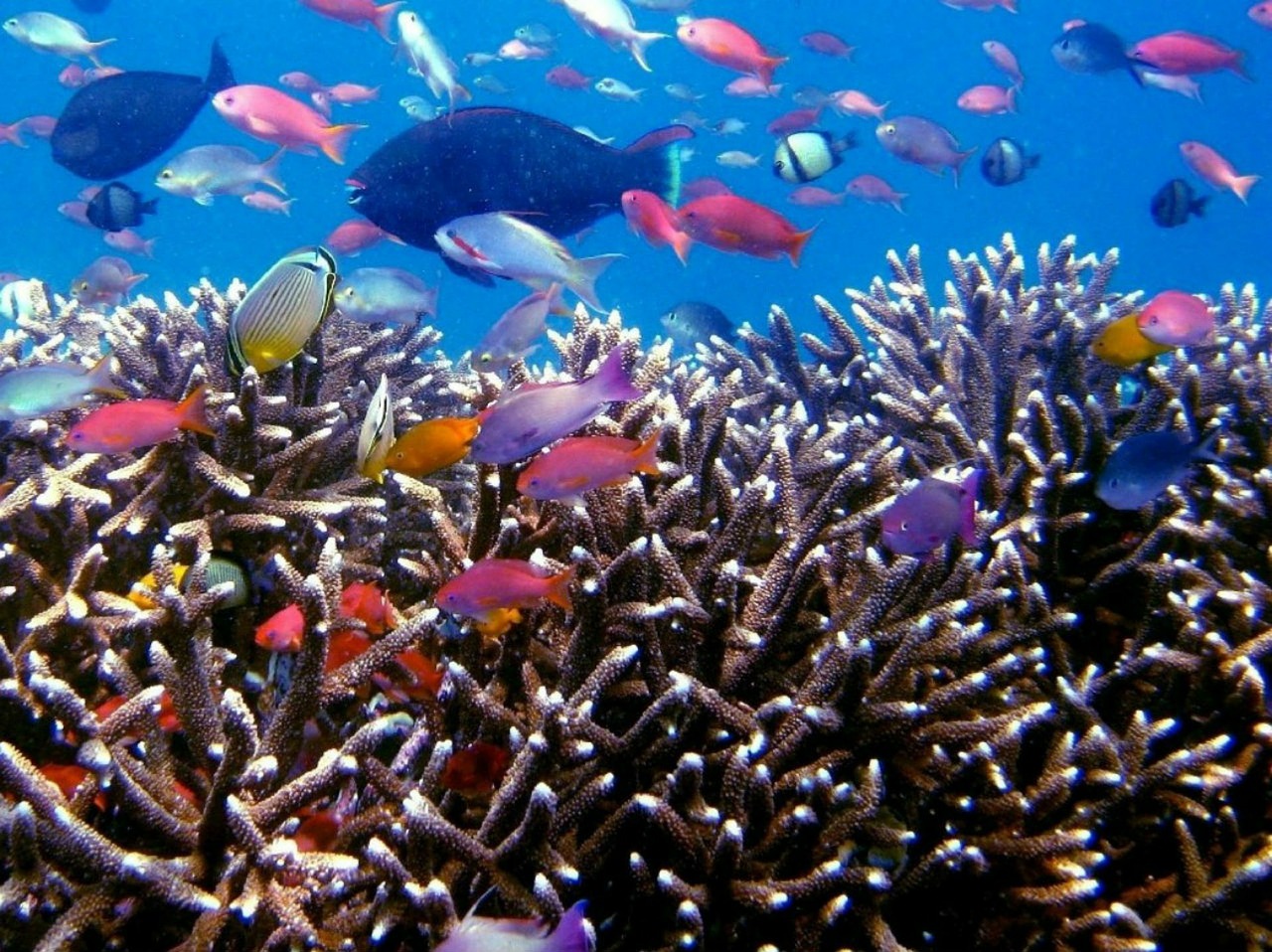 tropical fish scuba diving fish free photo