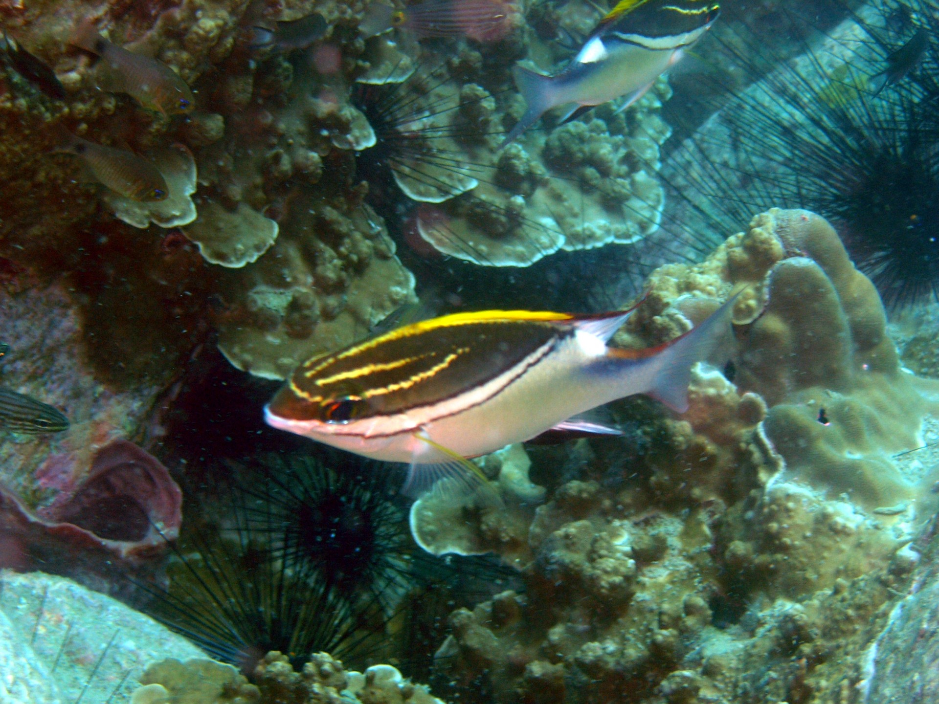 tropical fish scuba free photo