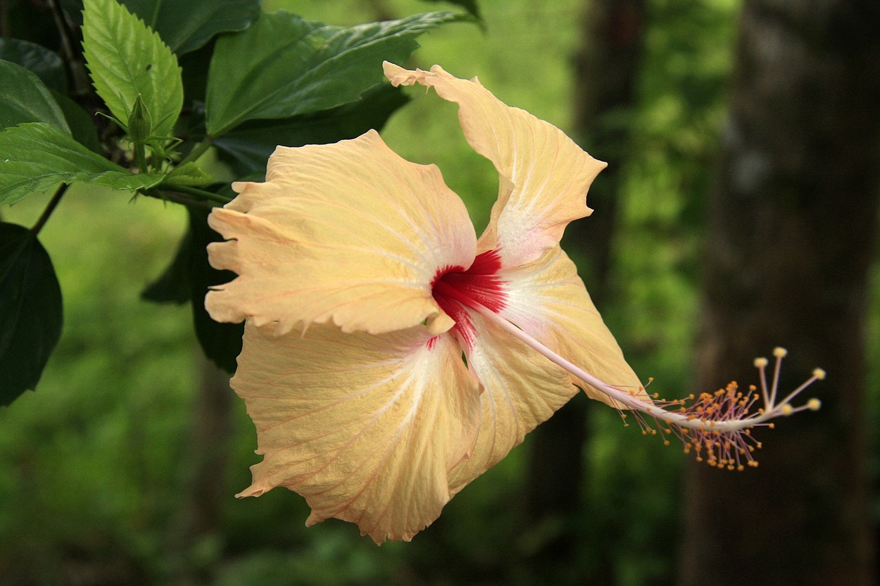 tropical flower flower nature free photo