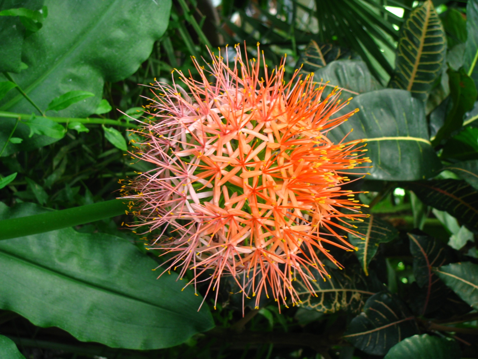 flower orange flower tropical flower free photo