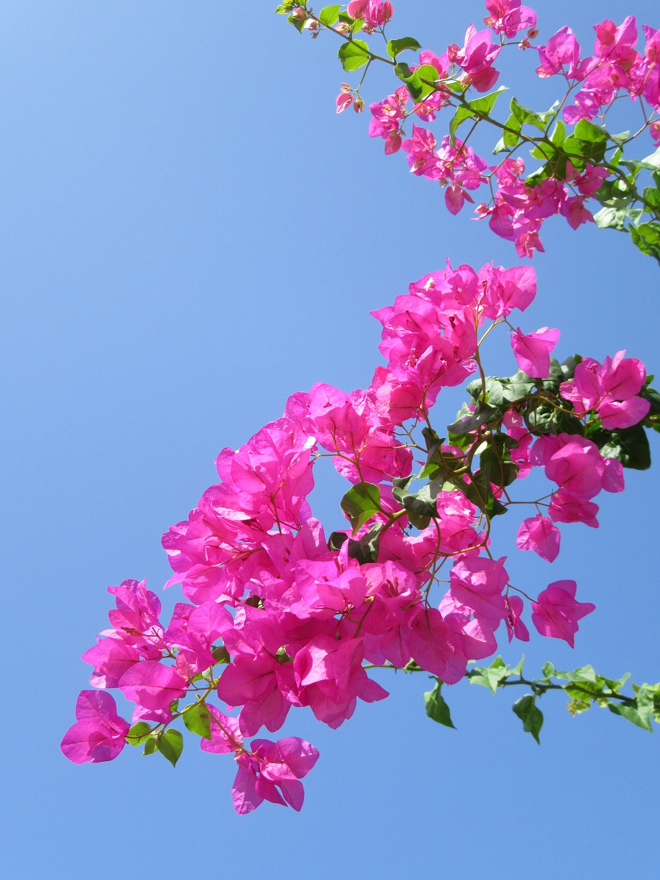 tropical flower exotic flower bougainvillea free photo