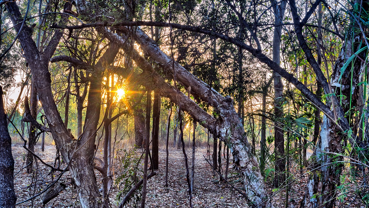 tropical forest mt louisa creek townsville free photo