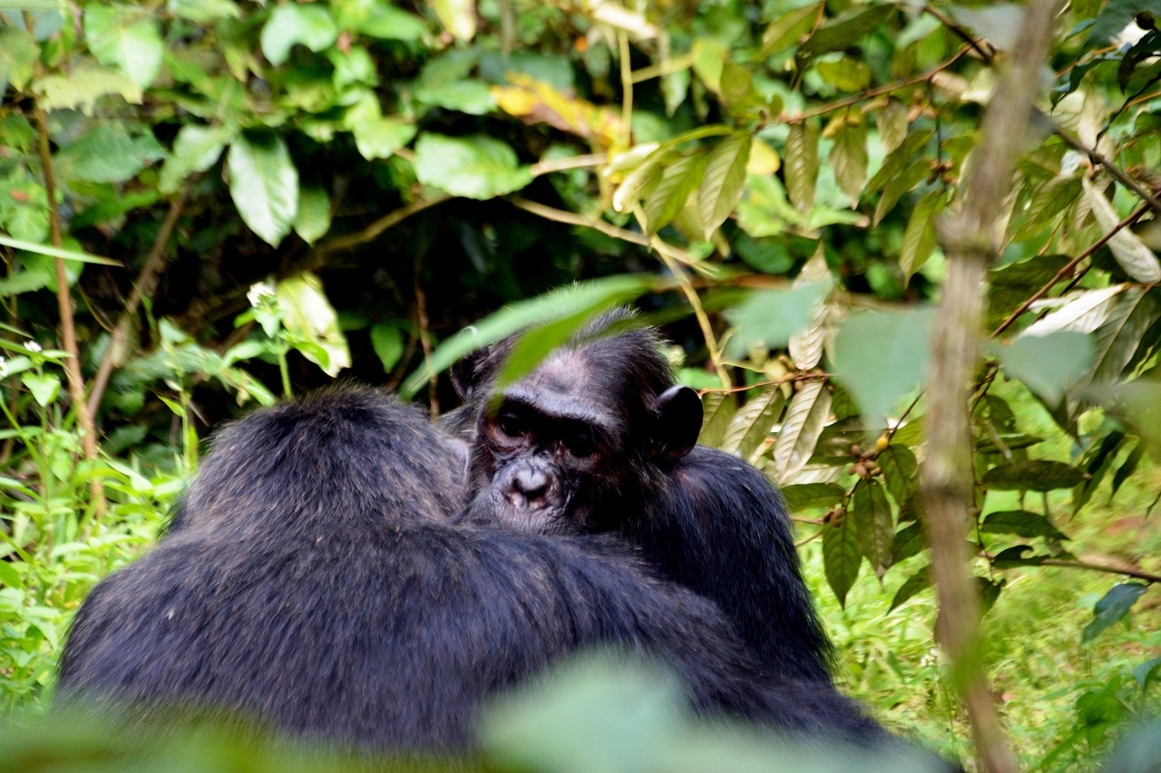 tropical forest chimps wildlife free photo