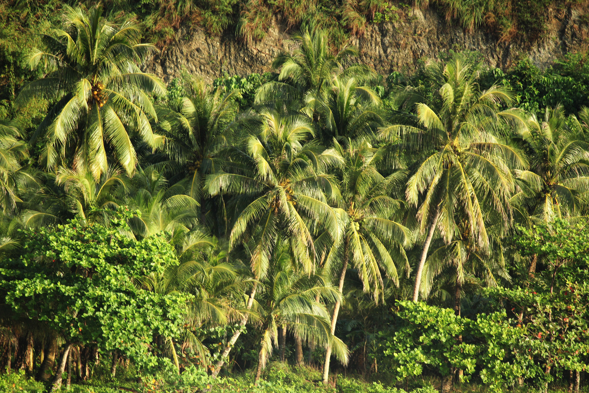 tropical forest plants trees free photo