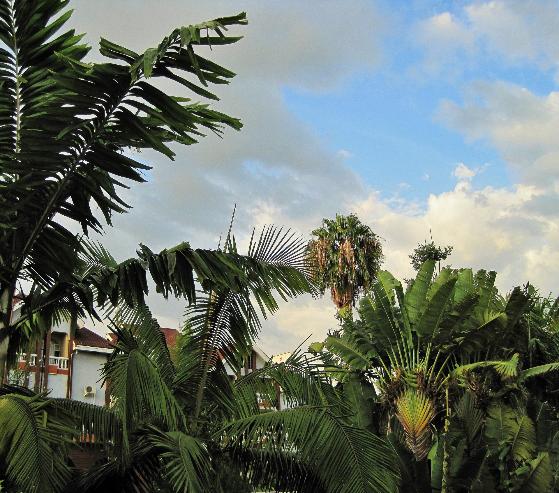 garden tropical palms free photo