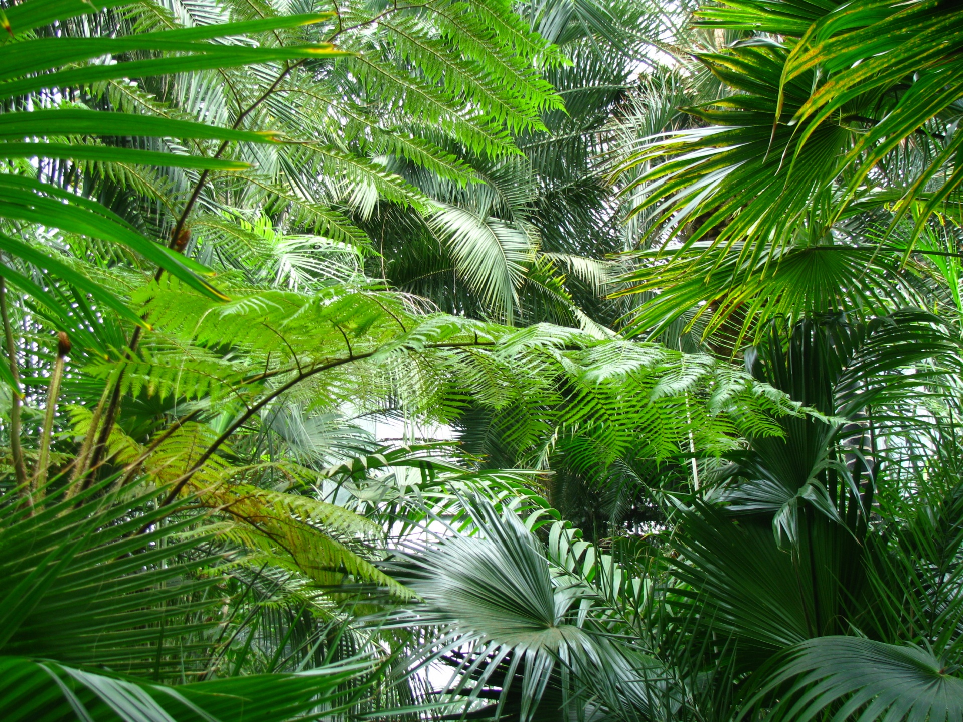 palm leaves tropical free photo