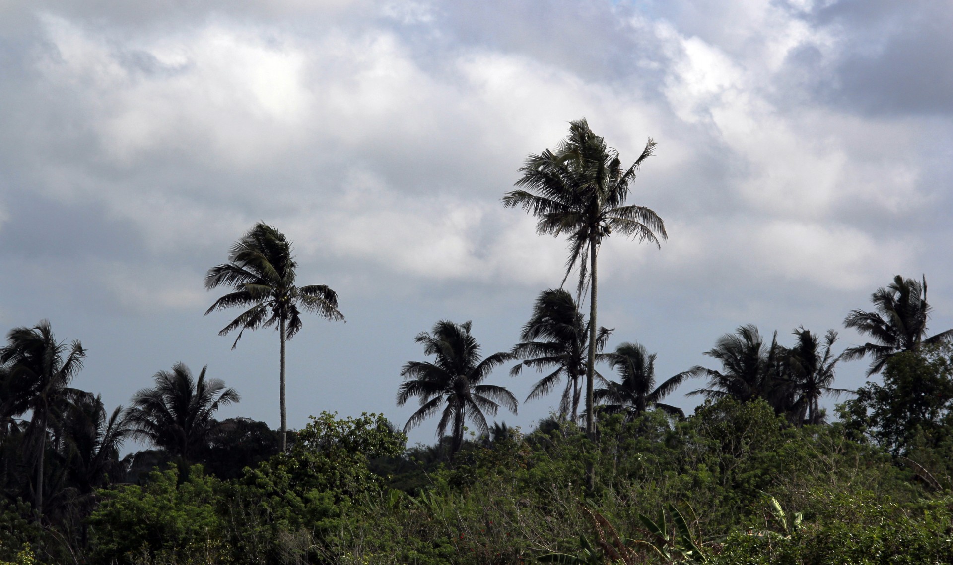 tropical forest plants trees free photo