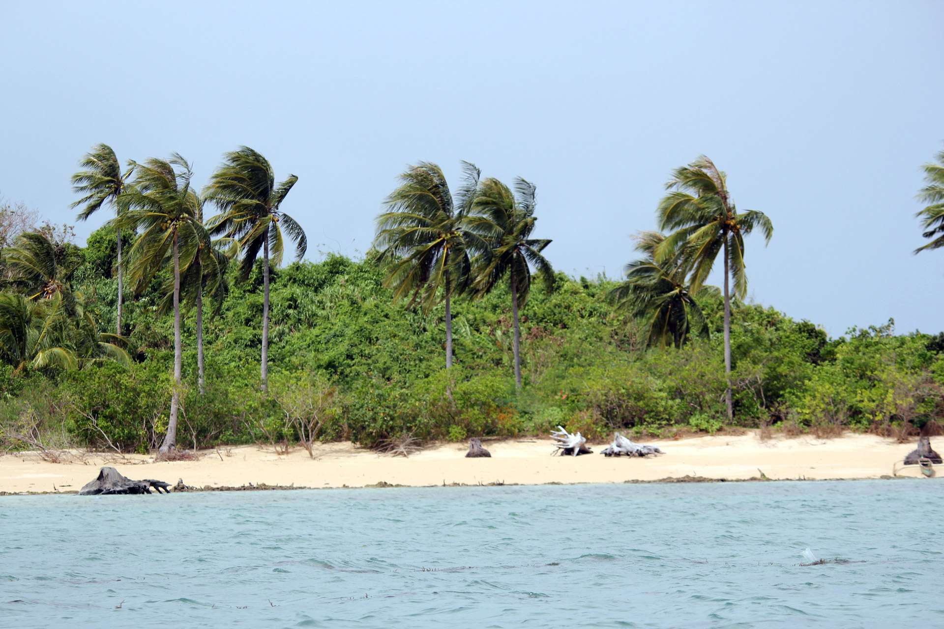 island coconut tree plants free photo