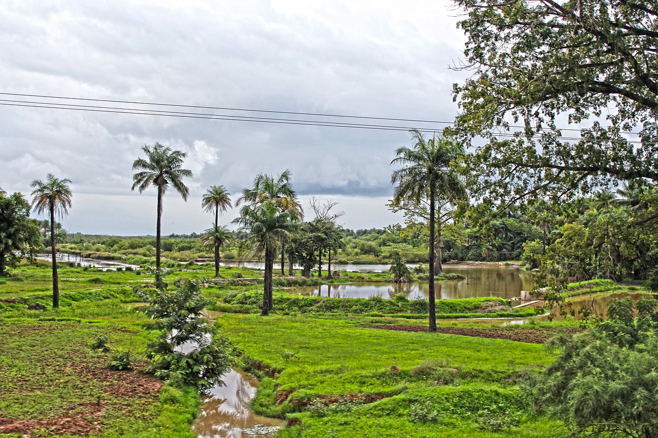 tropical landscape palm trees creek free photo