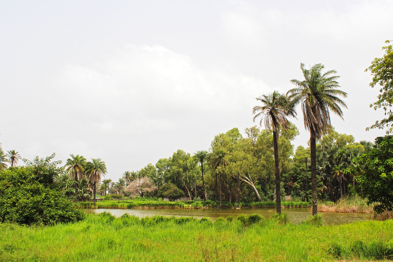 tropical landscape africa nature free photo