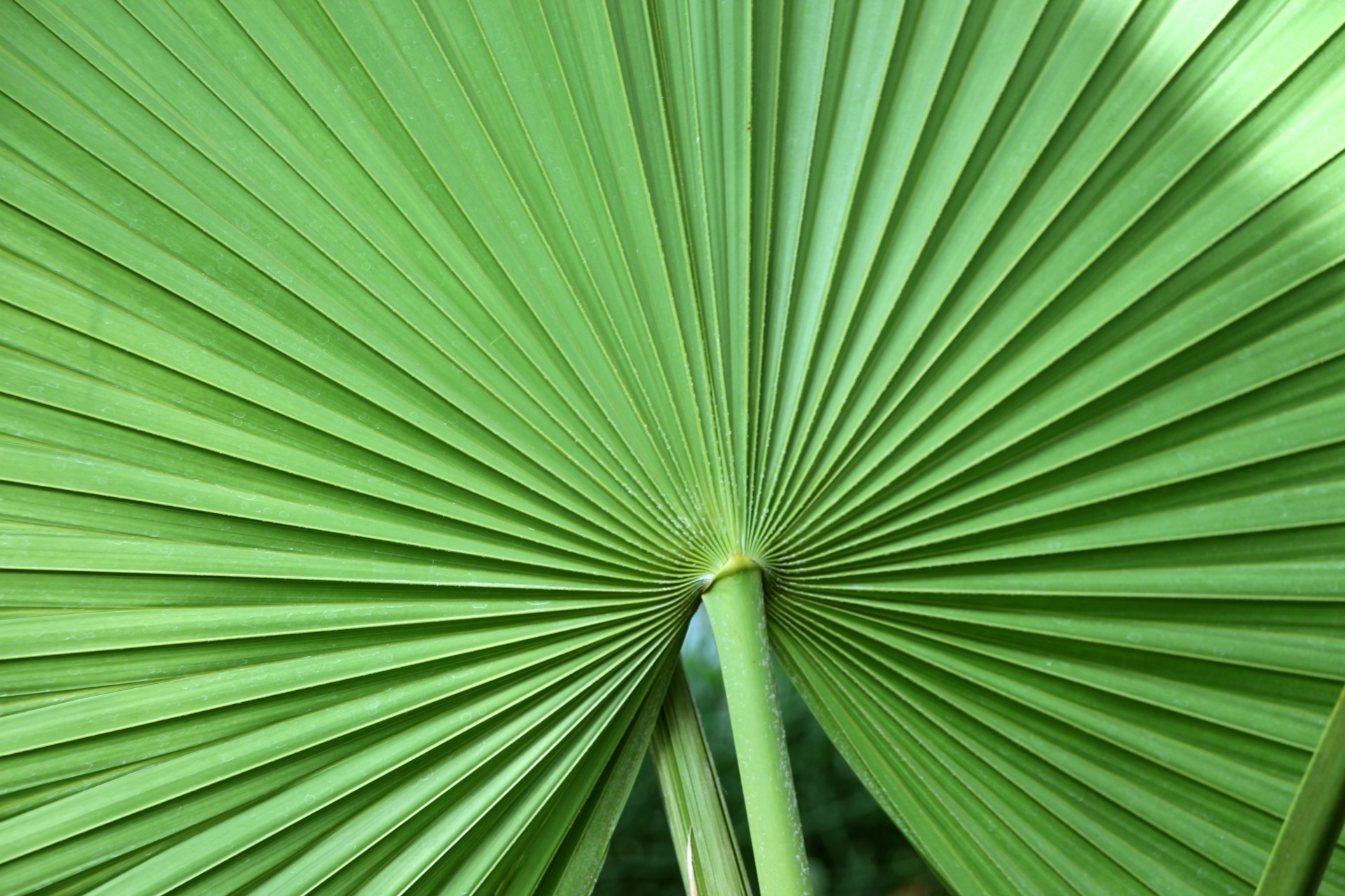 leaf tropical leaf tropical plant free photo