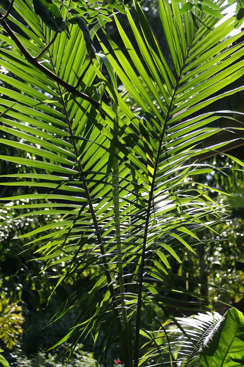 tropical palm flora texture free photo