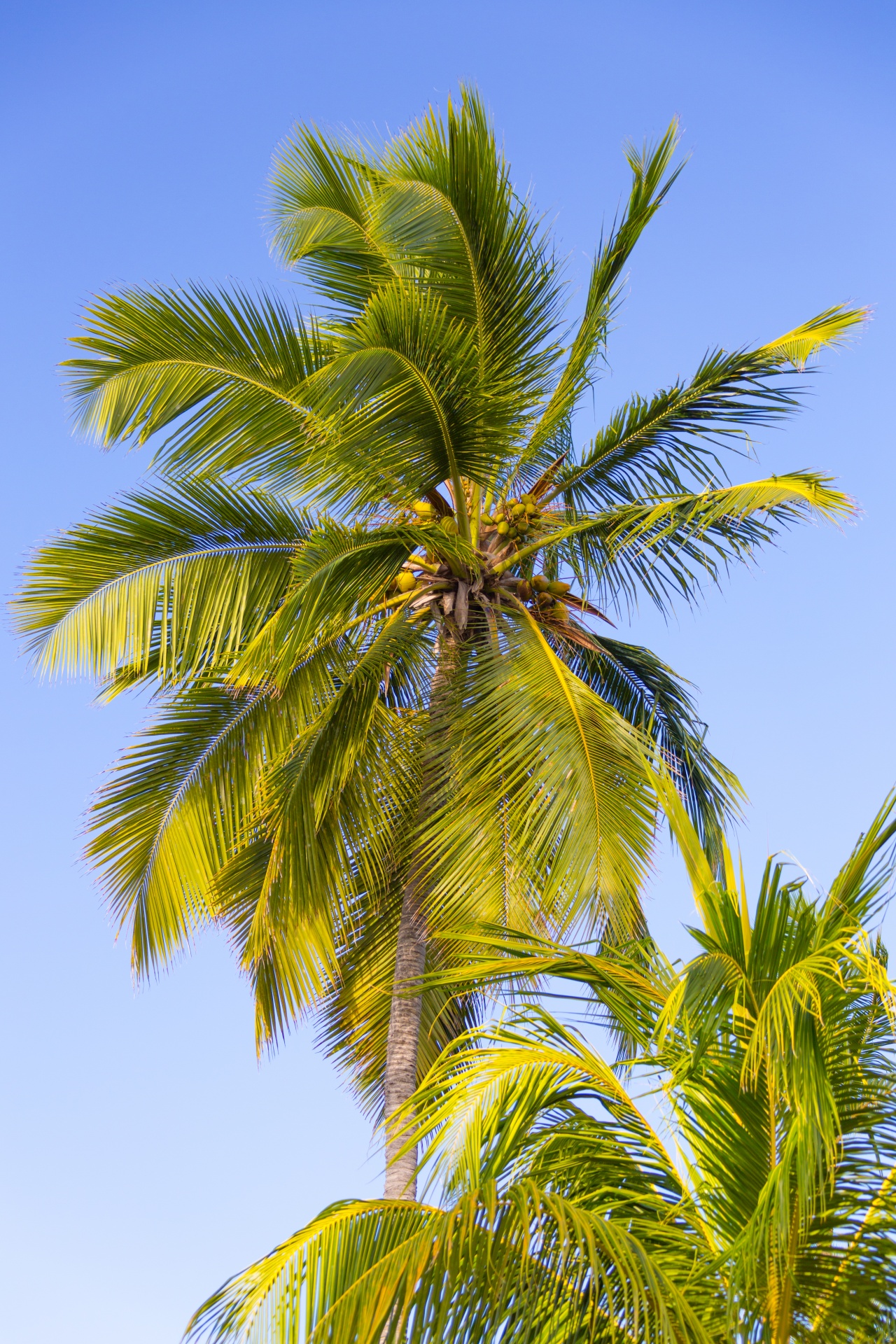 blue caribbean coconut free photo