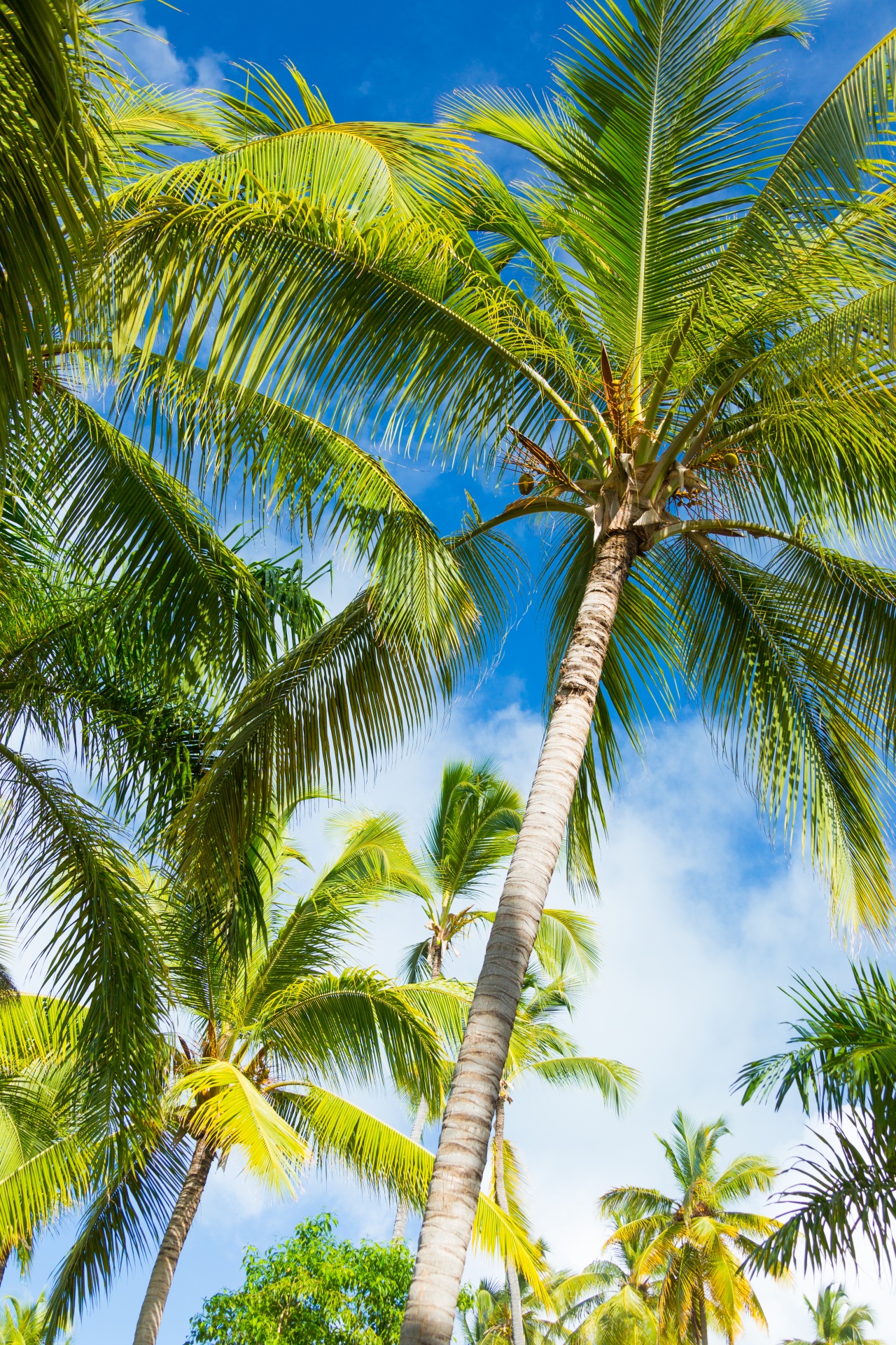 blue caribbean coconut free photo