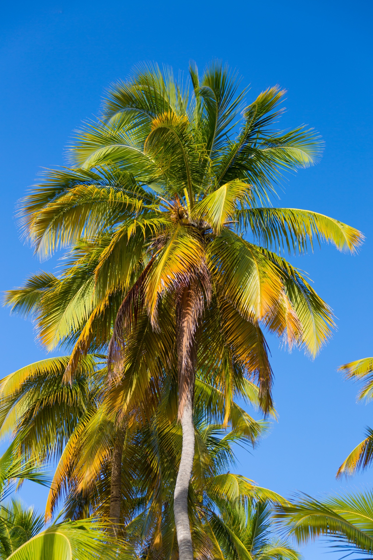 blue caribbean coconut free photo