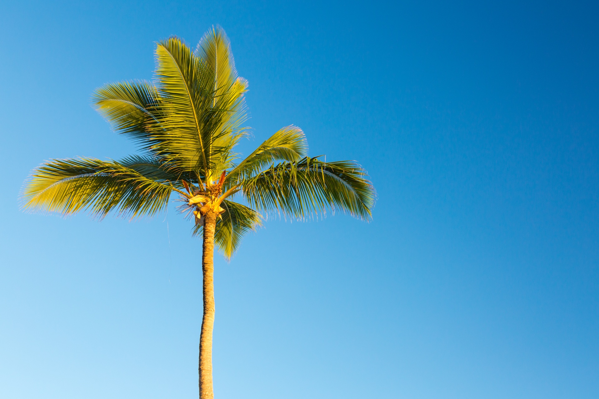 blue caribbean coconut free photo