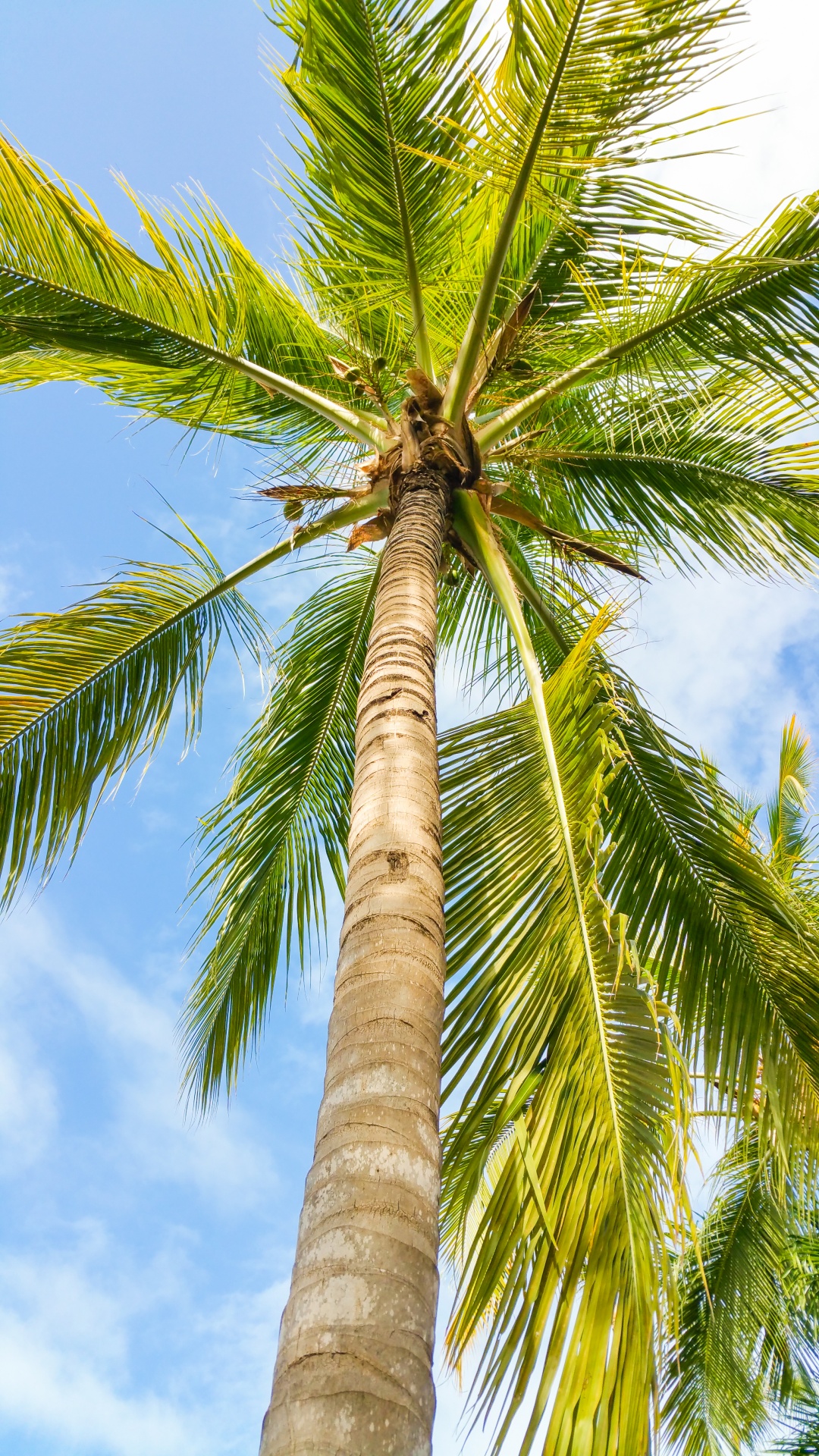 blue caribbean coconut free photo