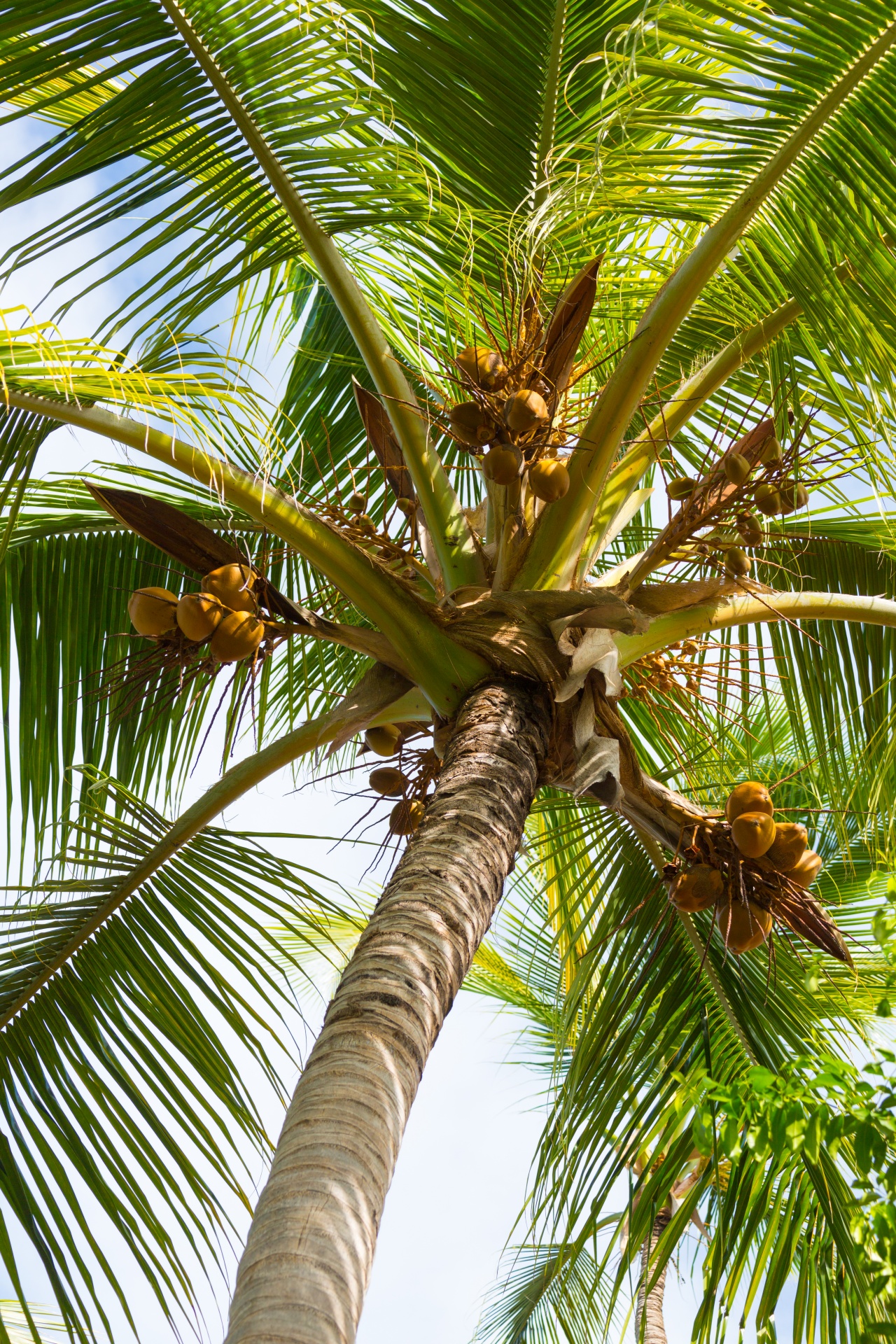 blue caribbean coconut free photo
