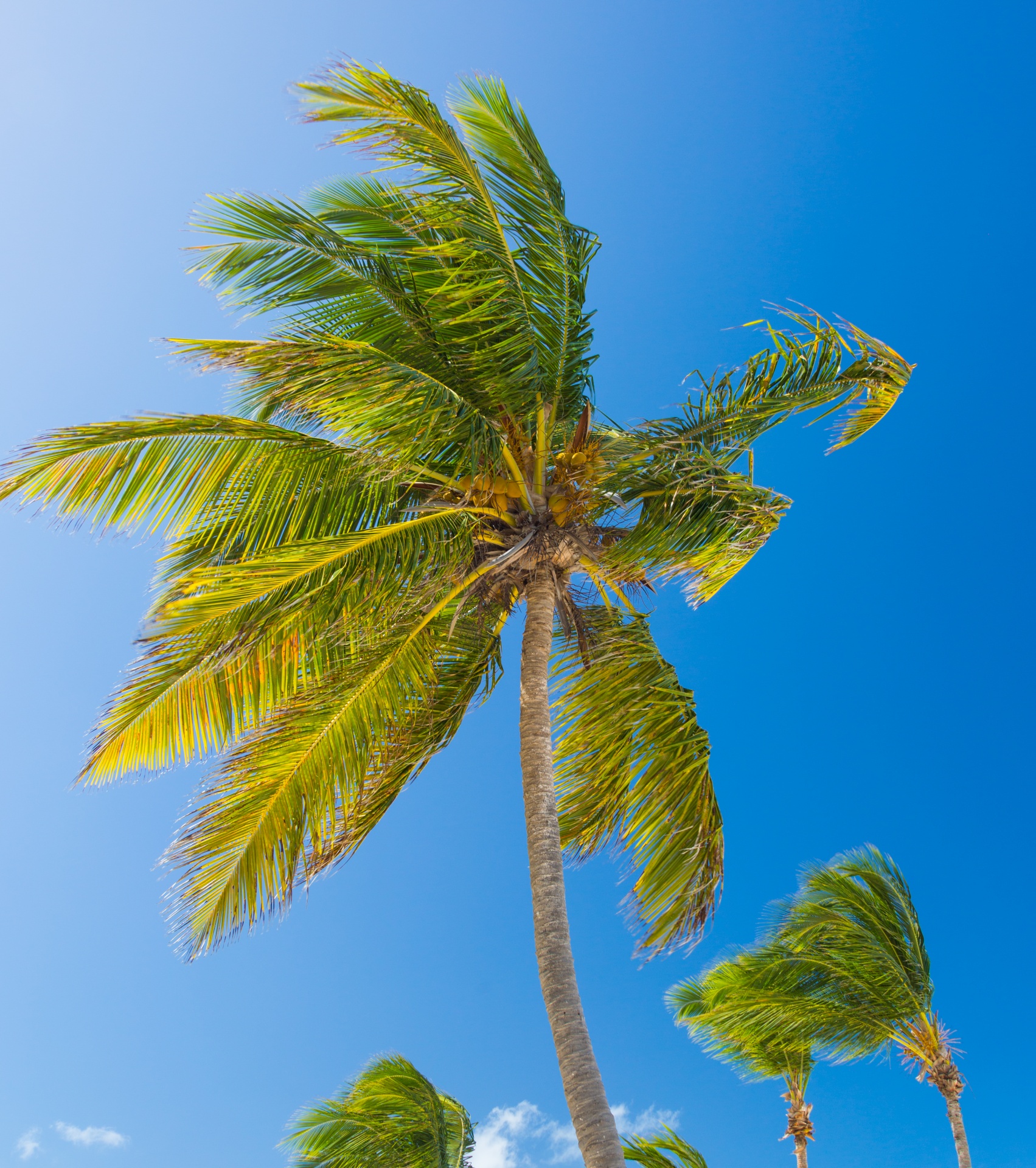 blue caribbean coconut free photo