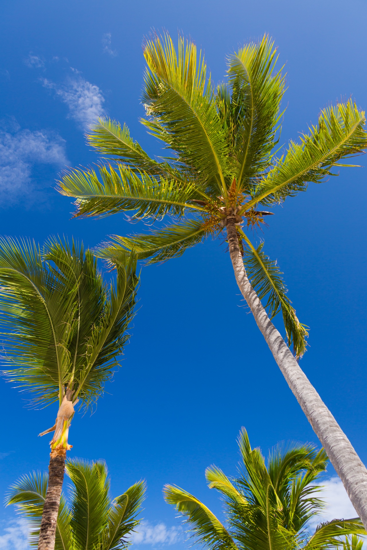 blue caribbean coconut free photo