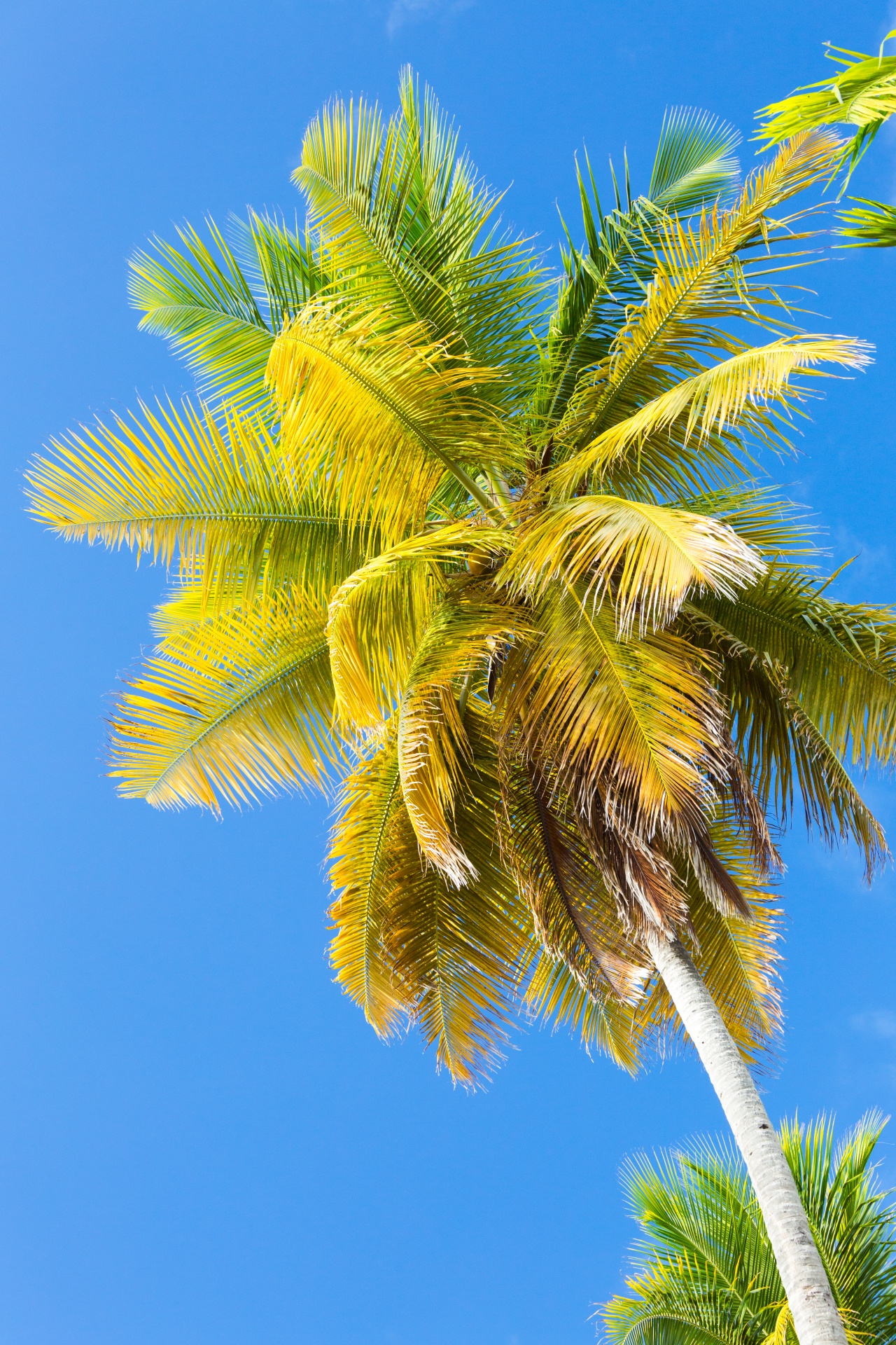 blue caribbean coconut free photo