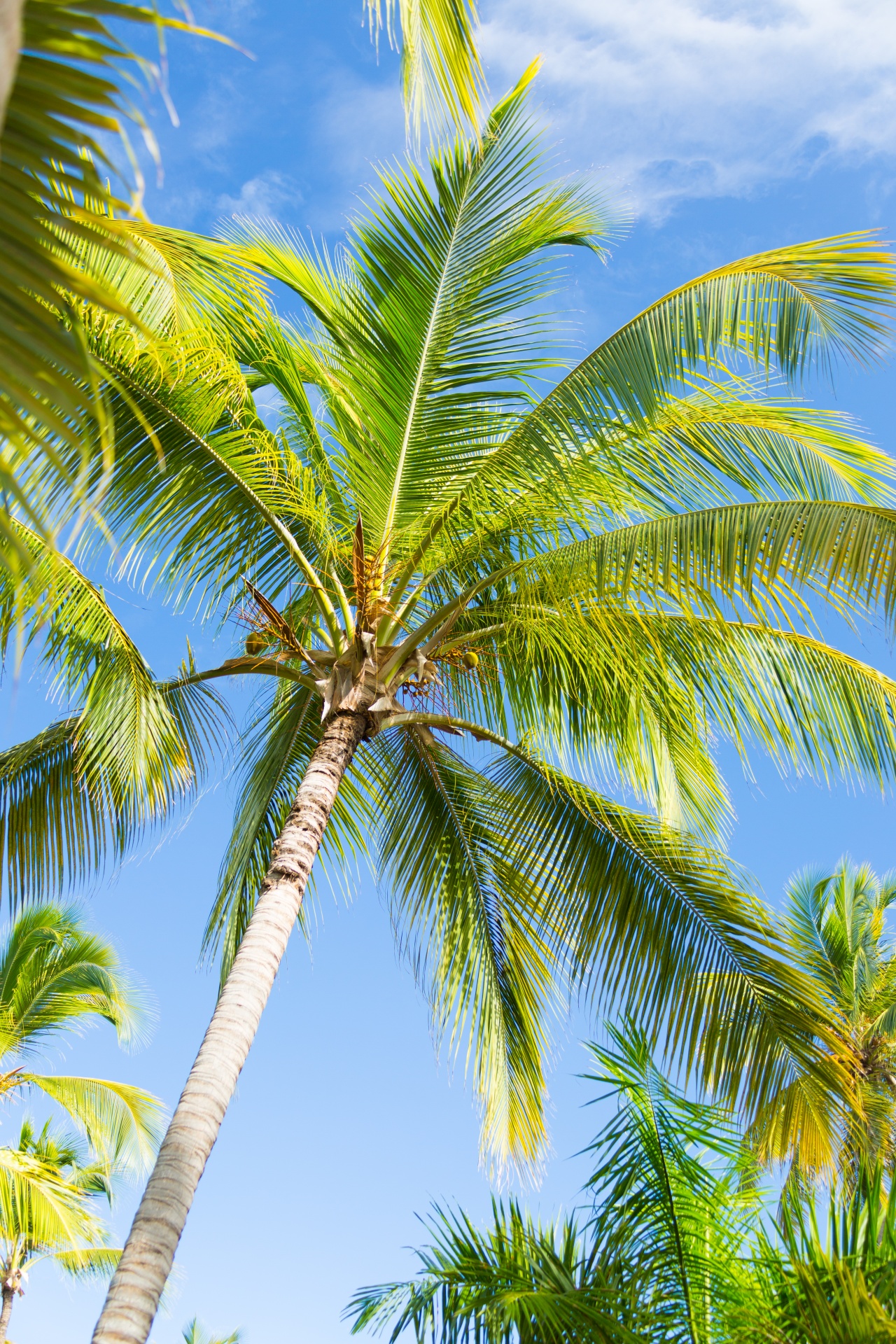 blue caribbean coconut free photo