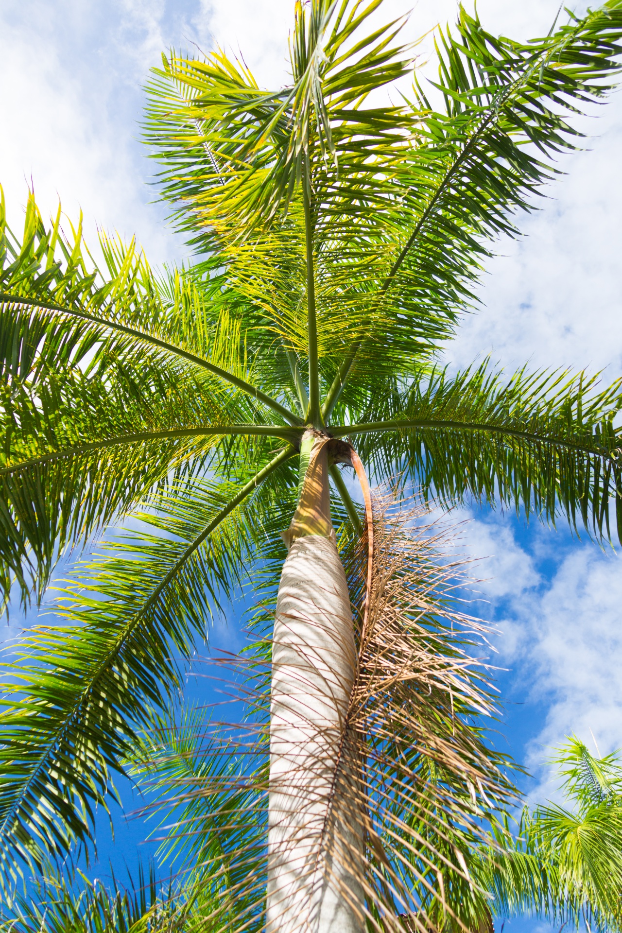 blue caribbean coconut free photo