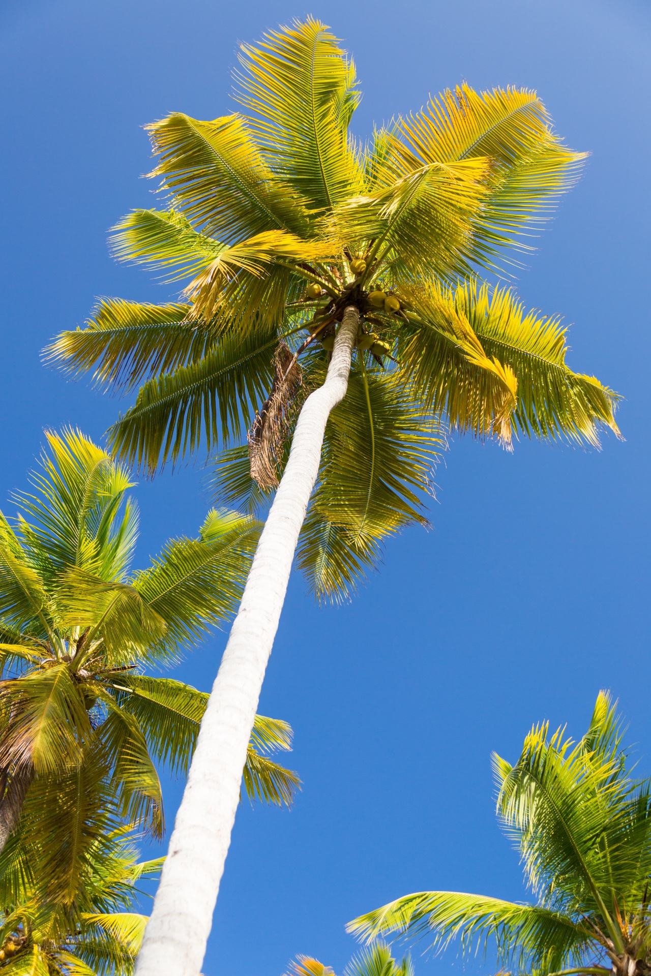 blue caribbean coconut free photo