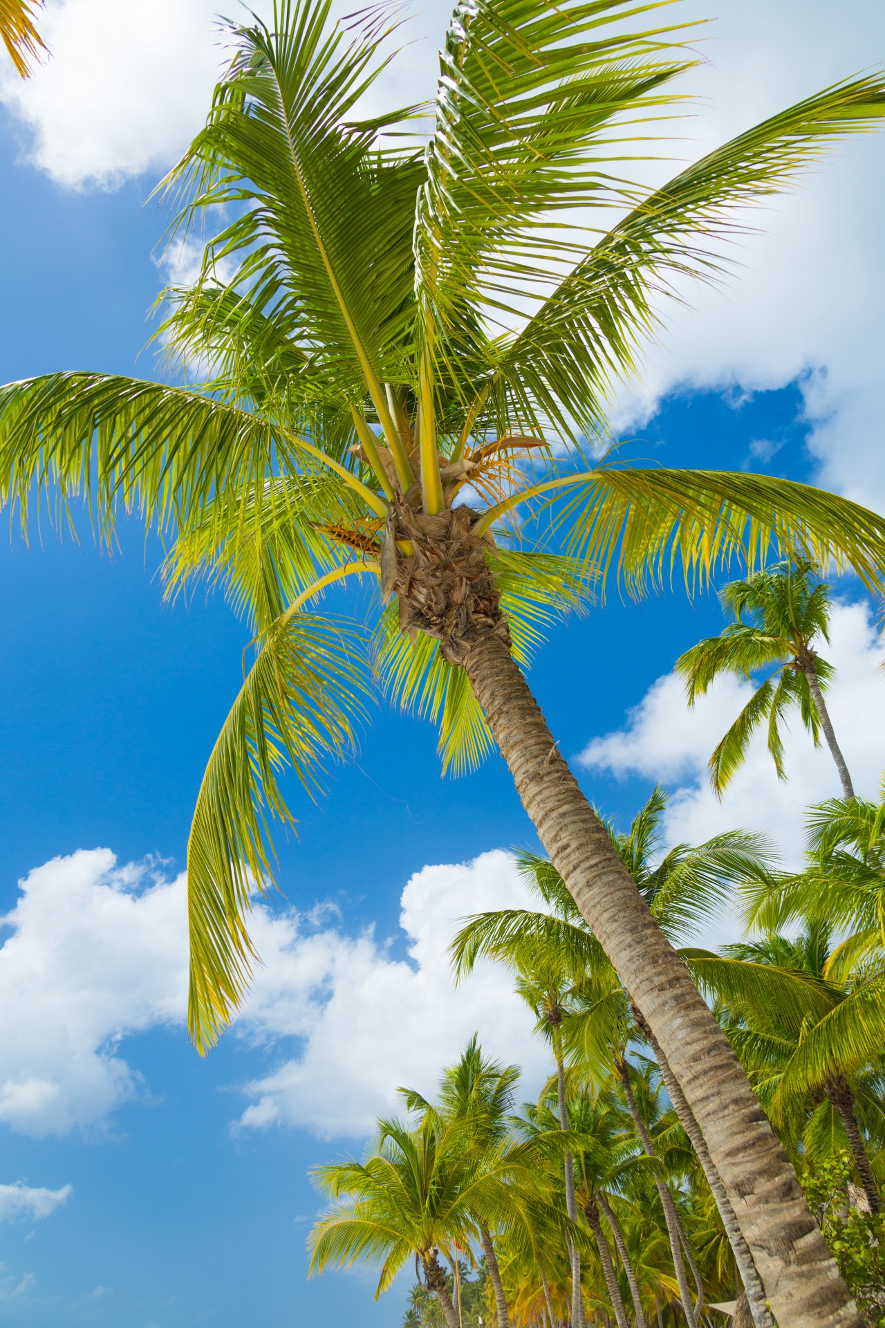 blue caribbean coconut free photo