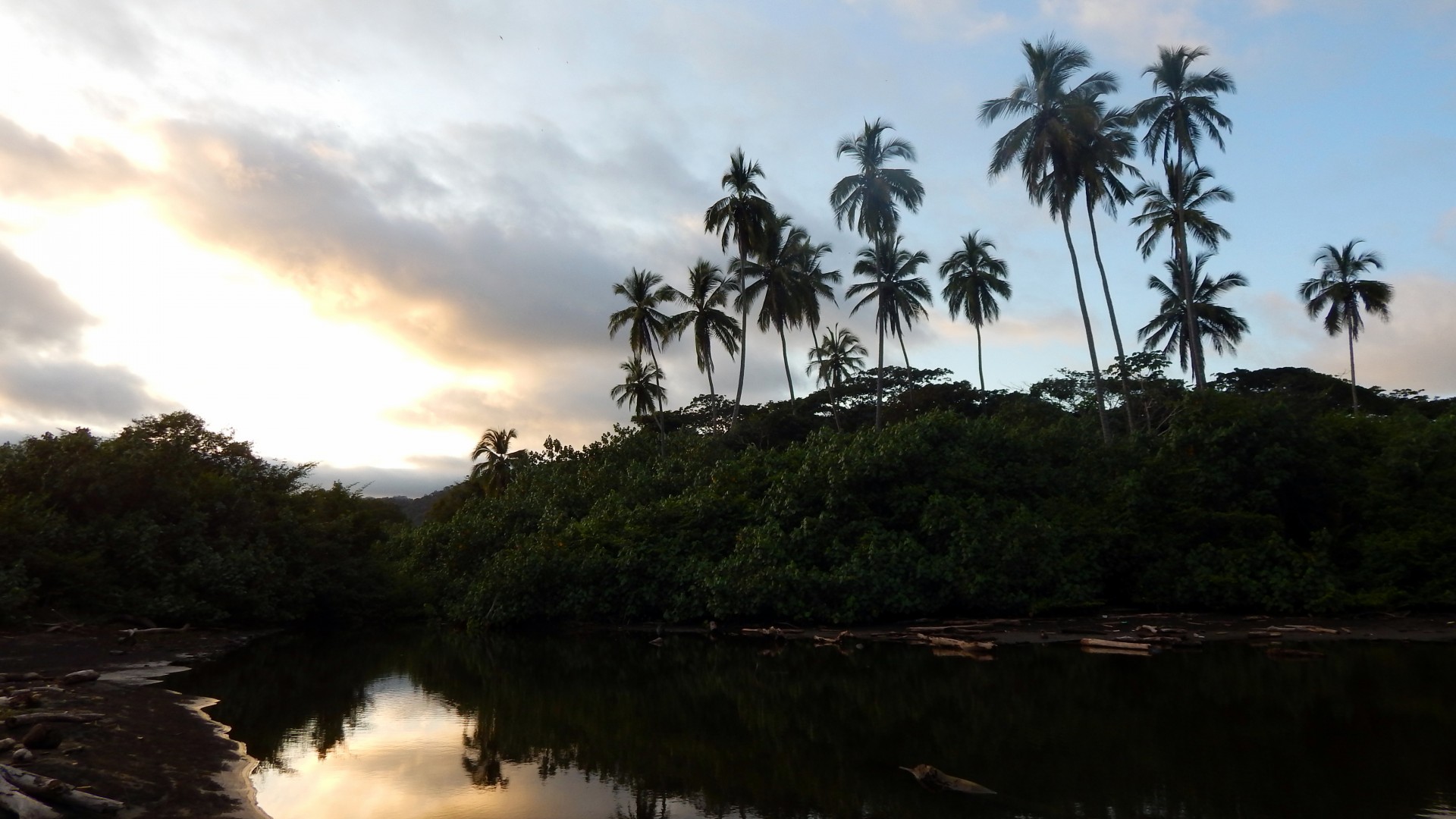 tropical palm tree skyline free photo