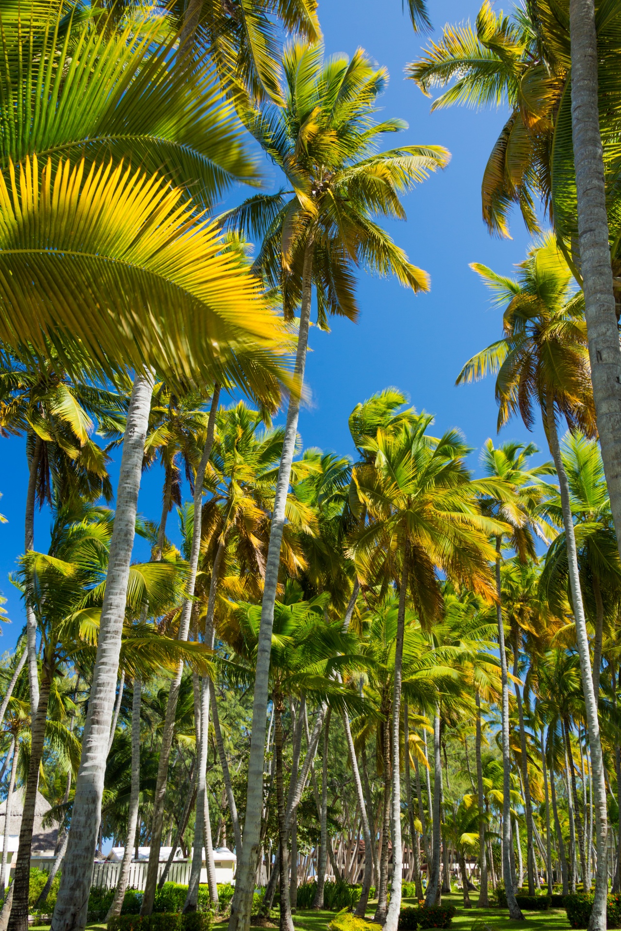 blue sky caribbean coconut free photo