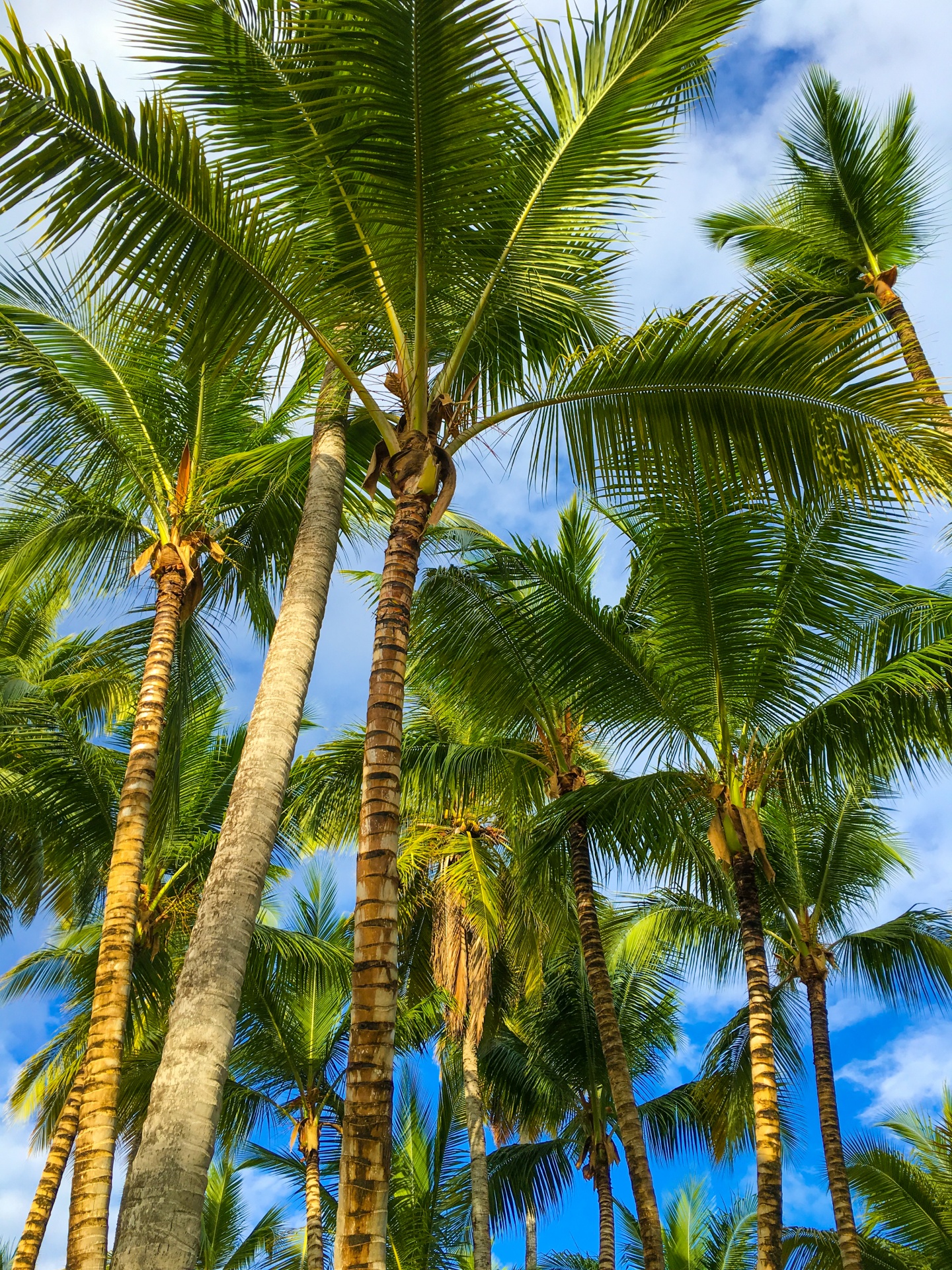 blue sky caribbean coconut free photo