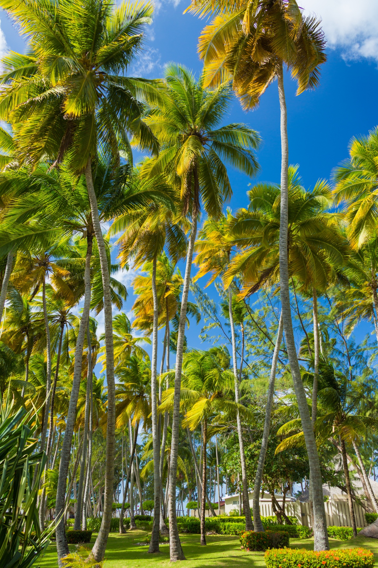 blue sky caribbean coconut free photo