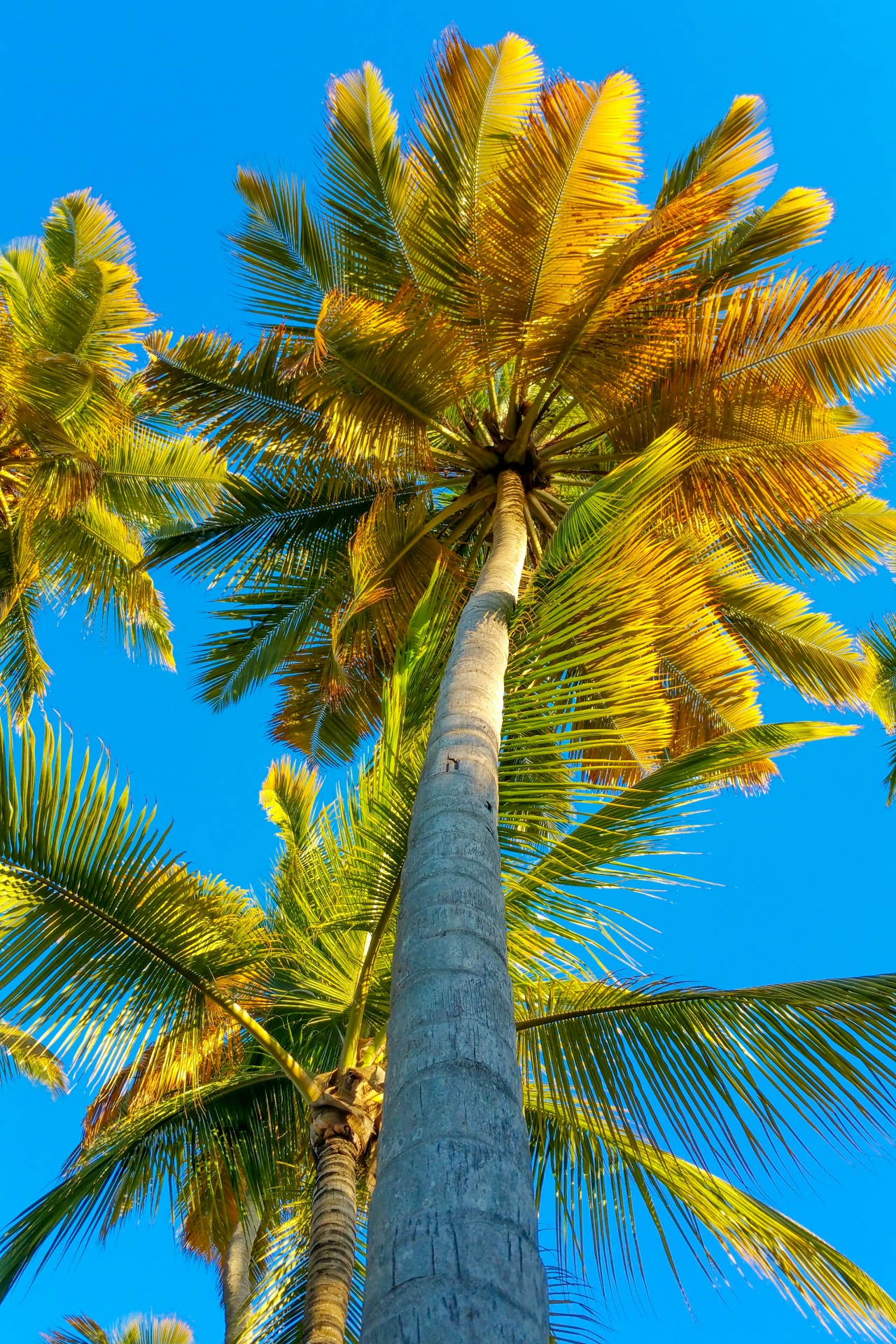 blue sky caribbean coconut free photo