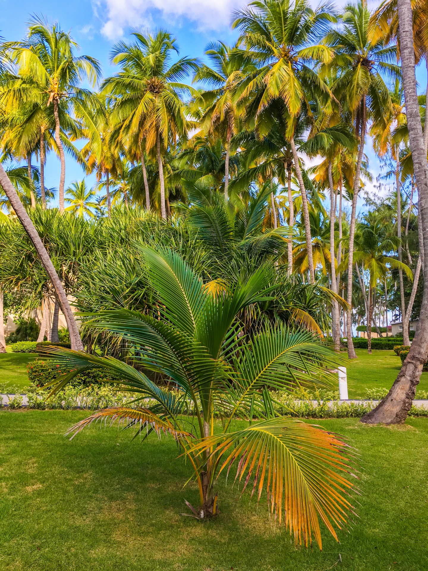 blue sky caribbean coconut free photo