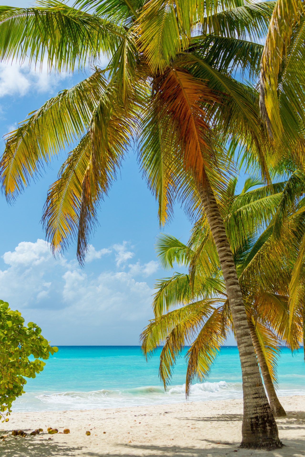 blue sky caribbean coconut free photo