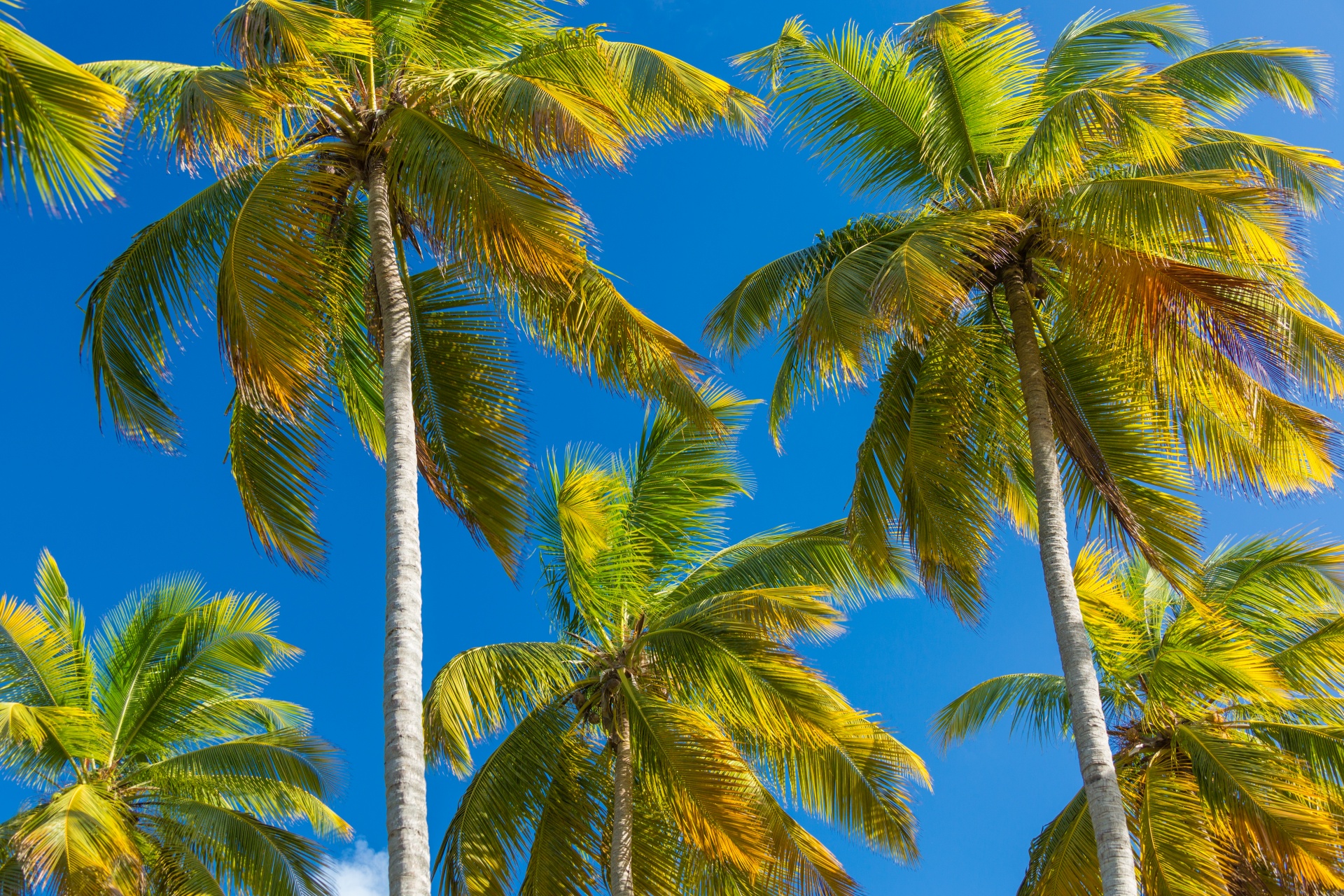 blue sky caribbean coconut free photo