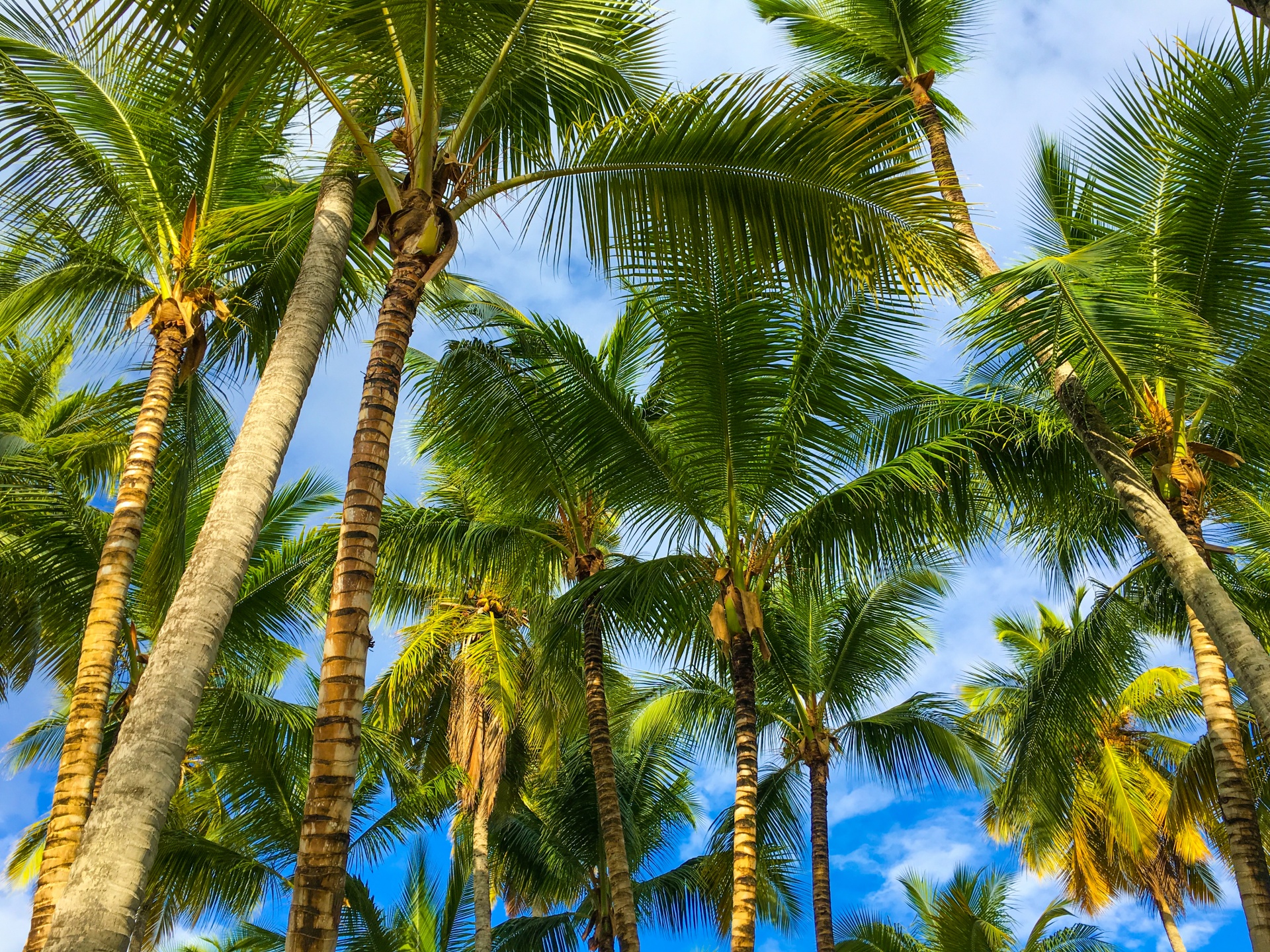 blue sky caribbean coconut free photo