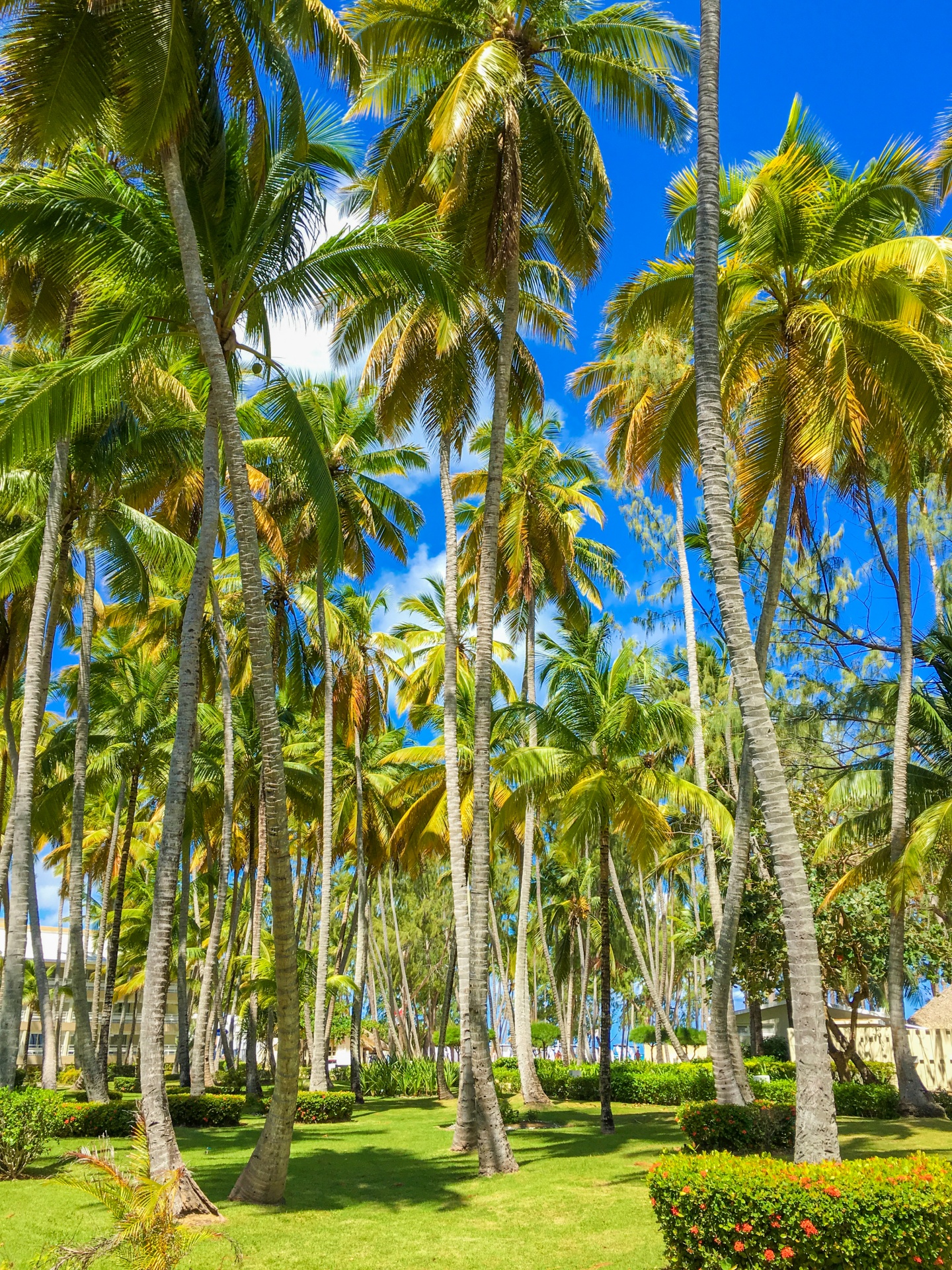 blue sky caribbean coconut free photo