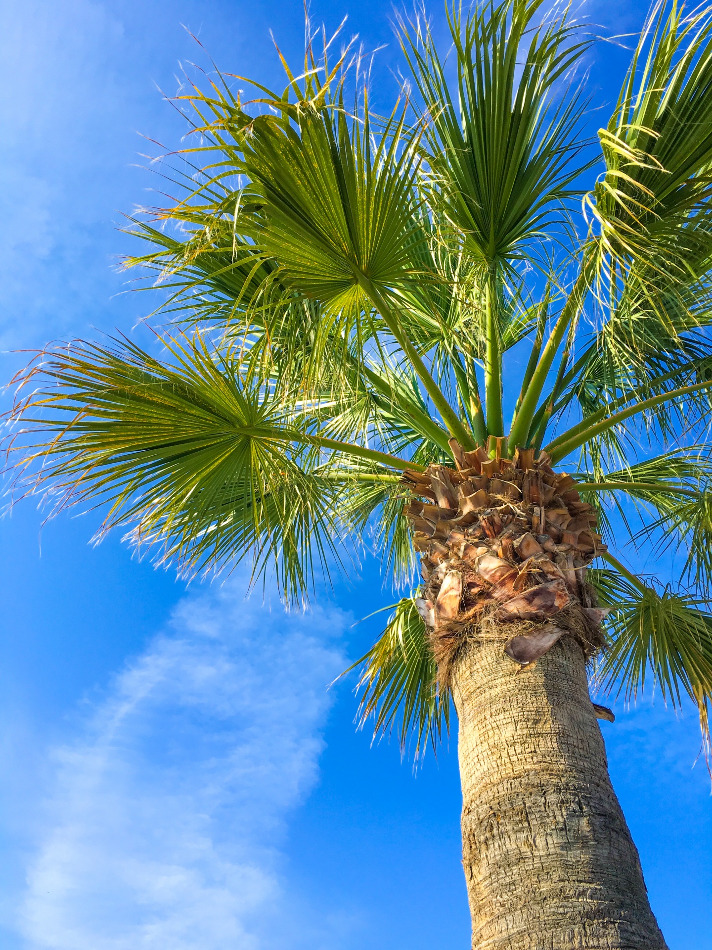 blue sky green nature free photo