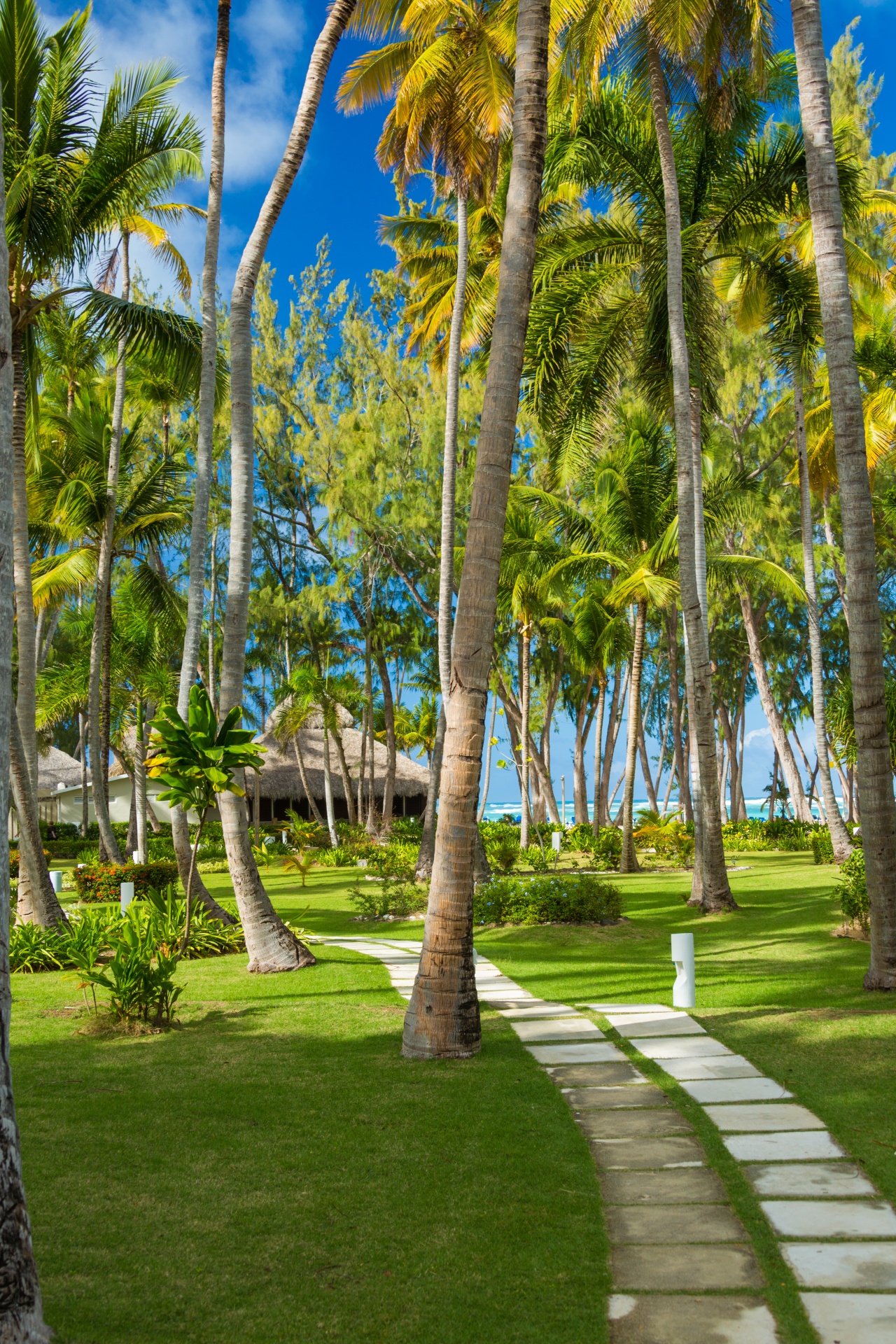 blue sky caribbean coconut free photo