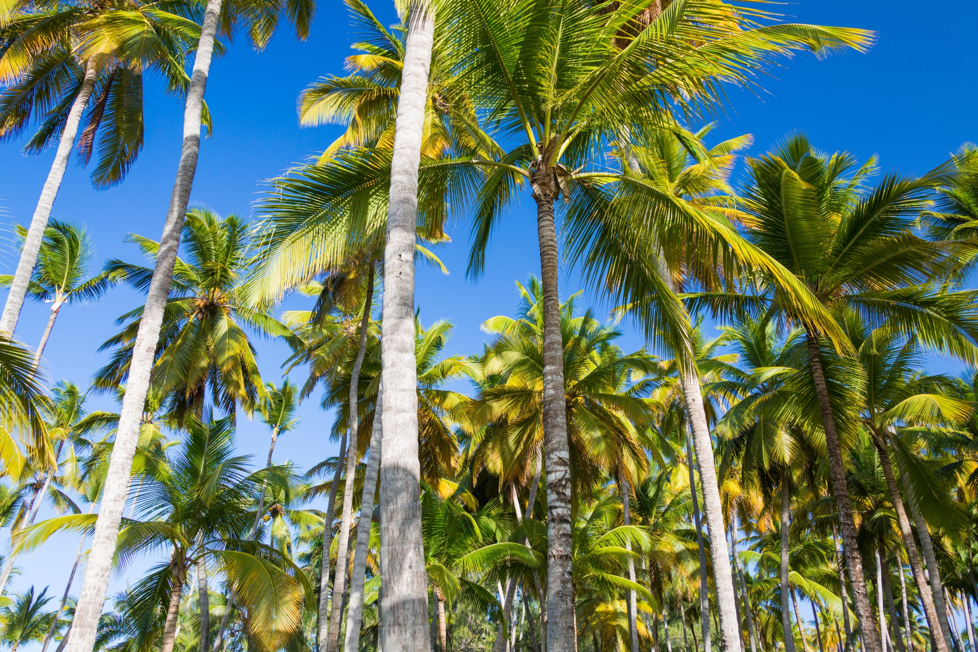 blue sky caribbean coconut free photo