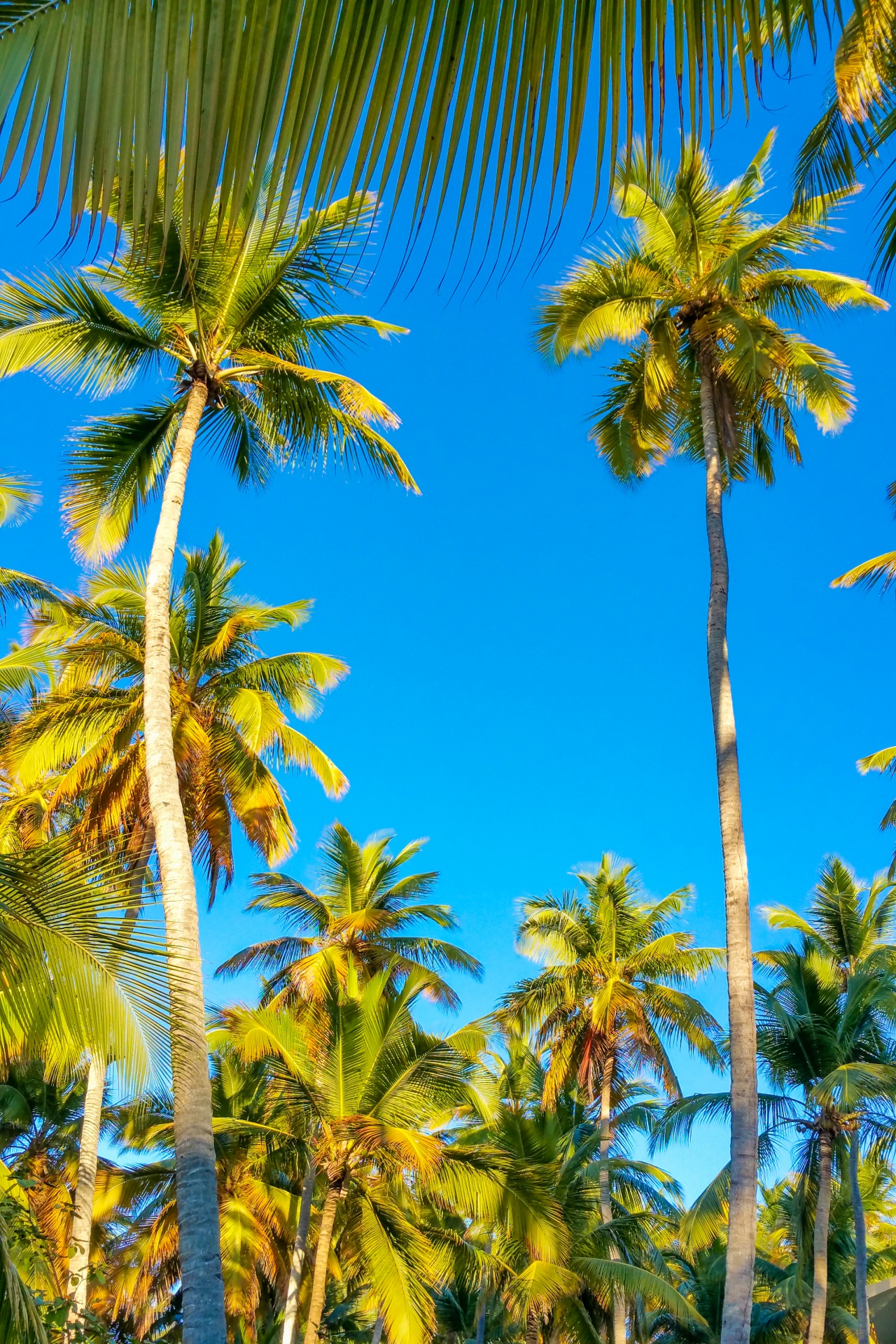 blue sky caribbean coconut free photo